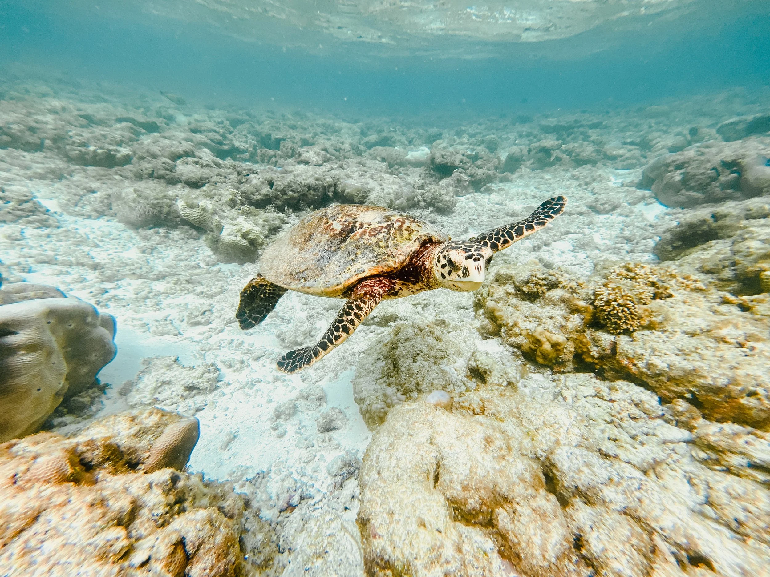 A sea turtle swimming near the coral reef underwater.