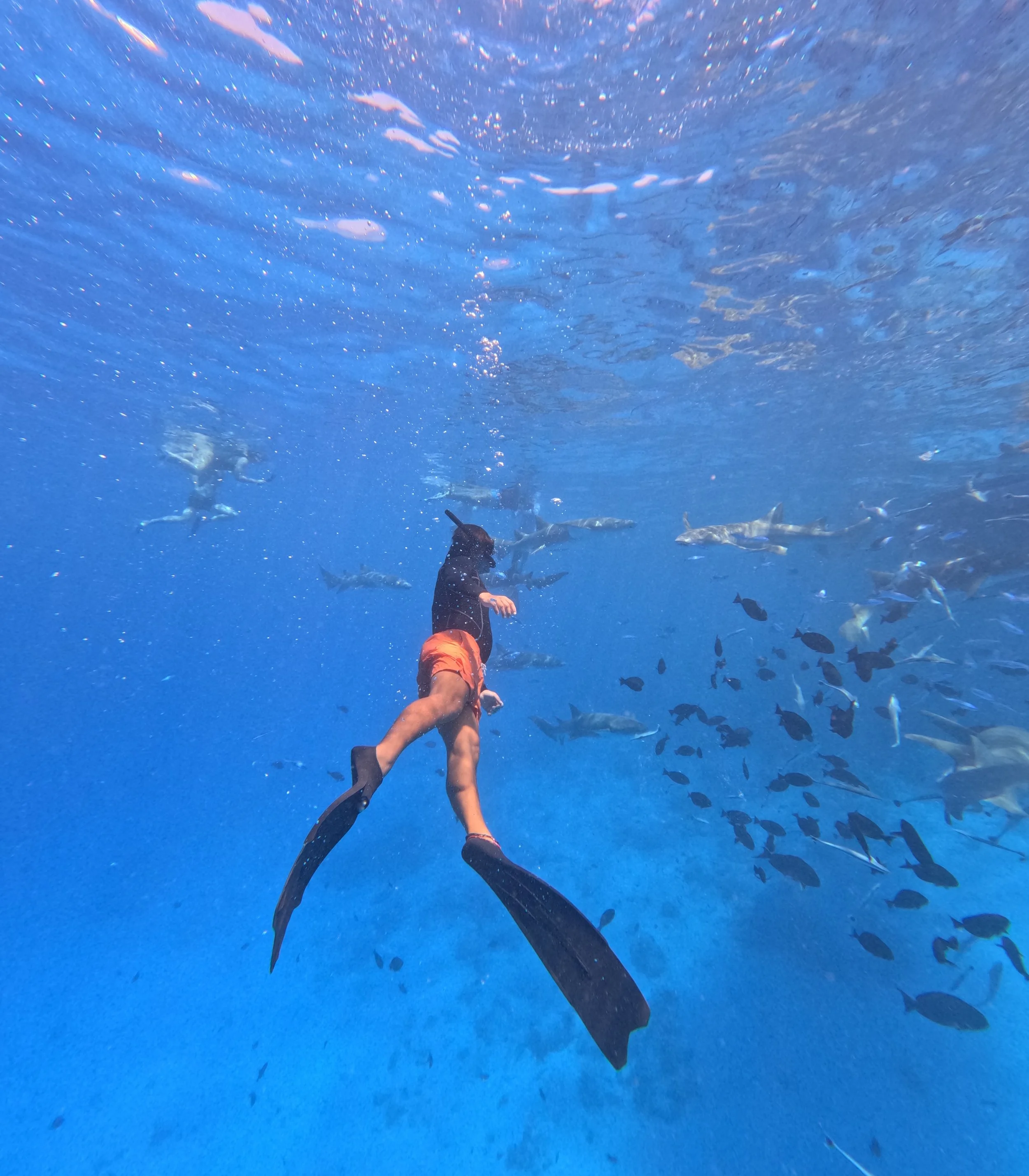 Person with snorkel and fins swimming underwater among fish in the ocean.
