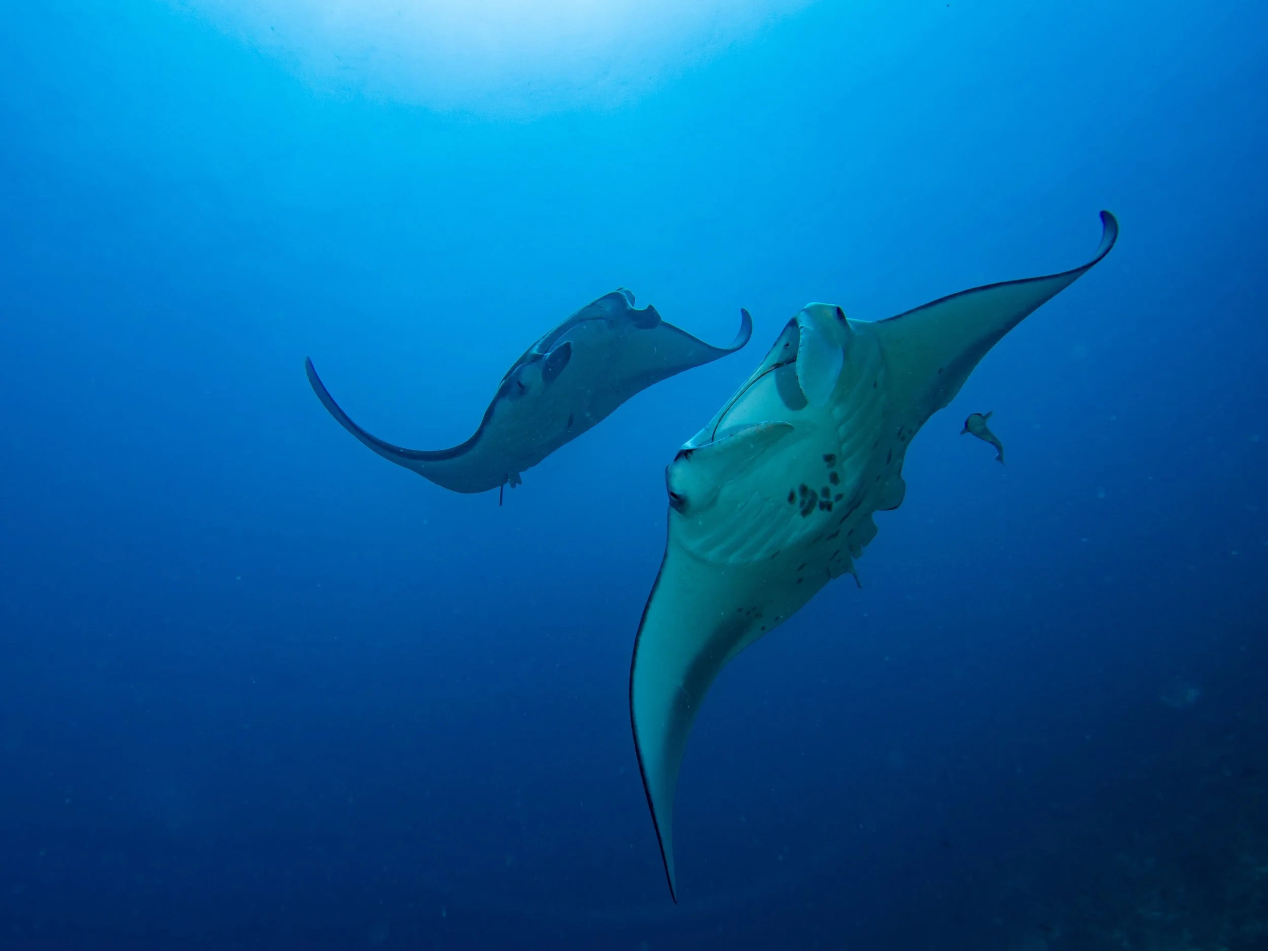 Diving Trip
