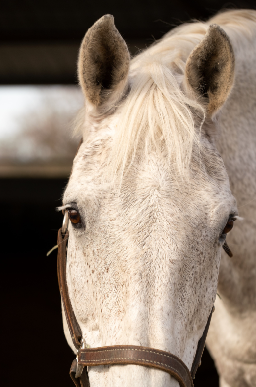 white horse close up.png