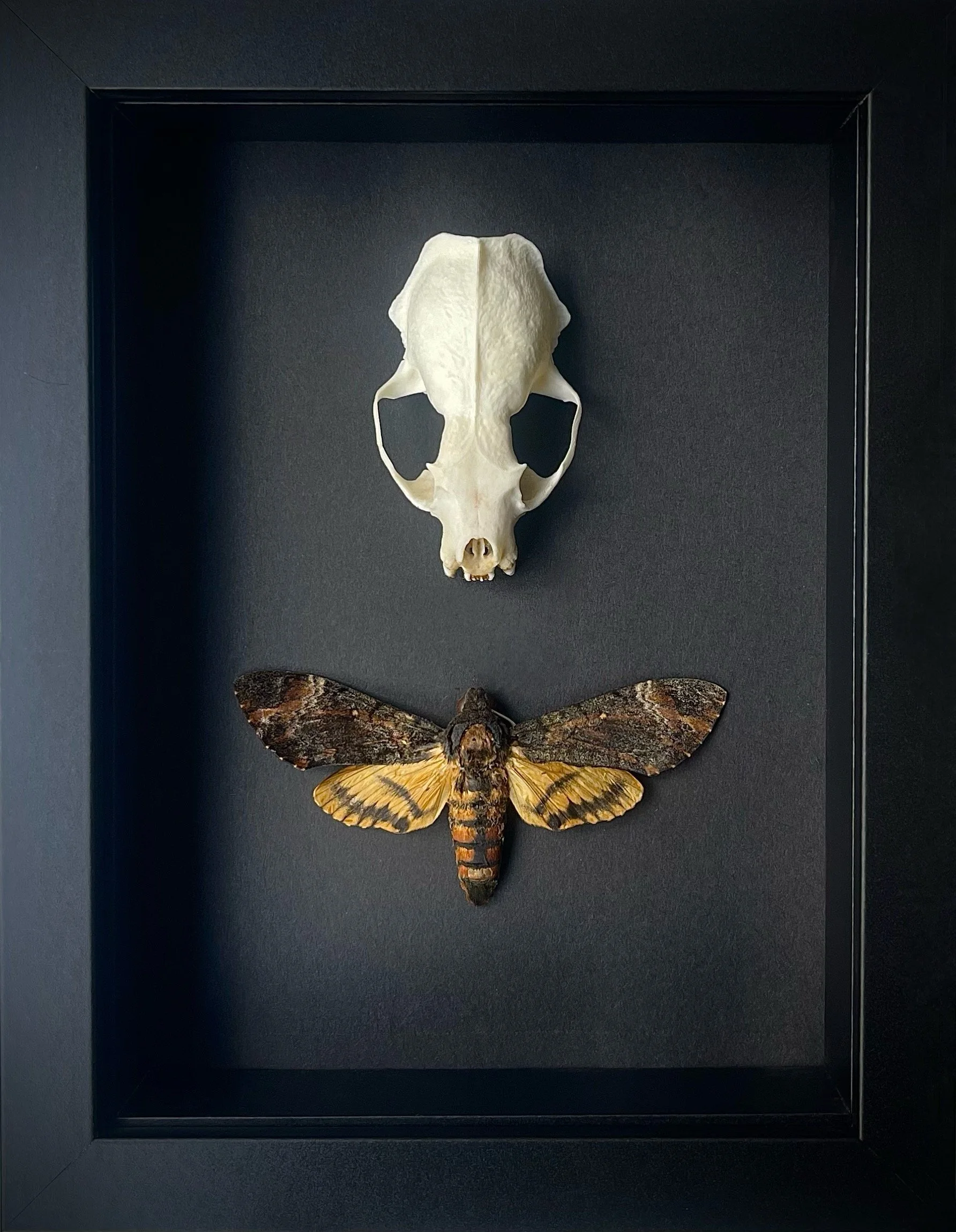 Winged Remnant