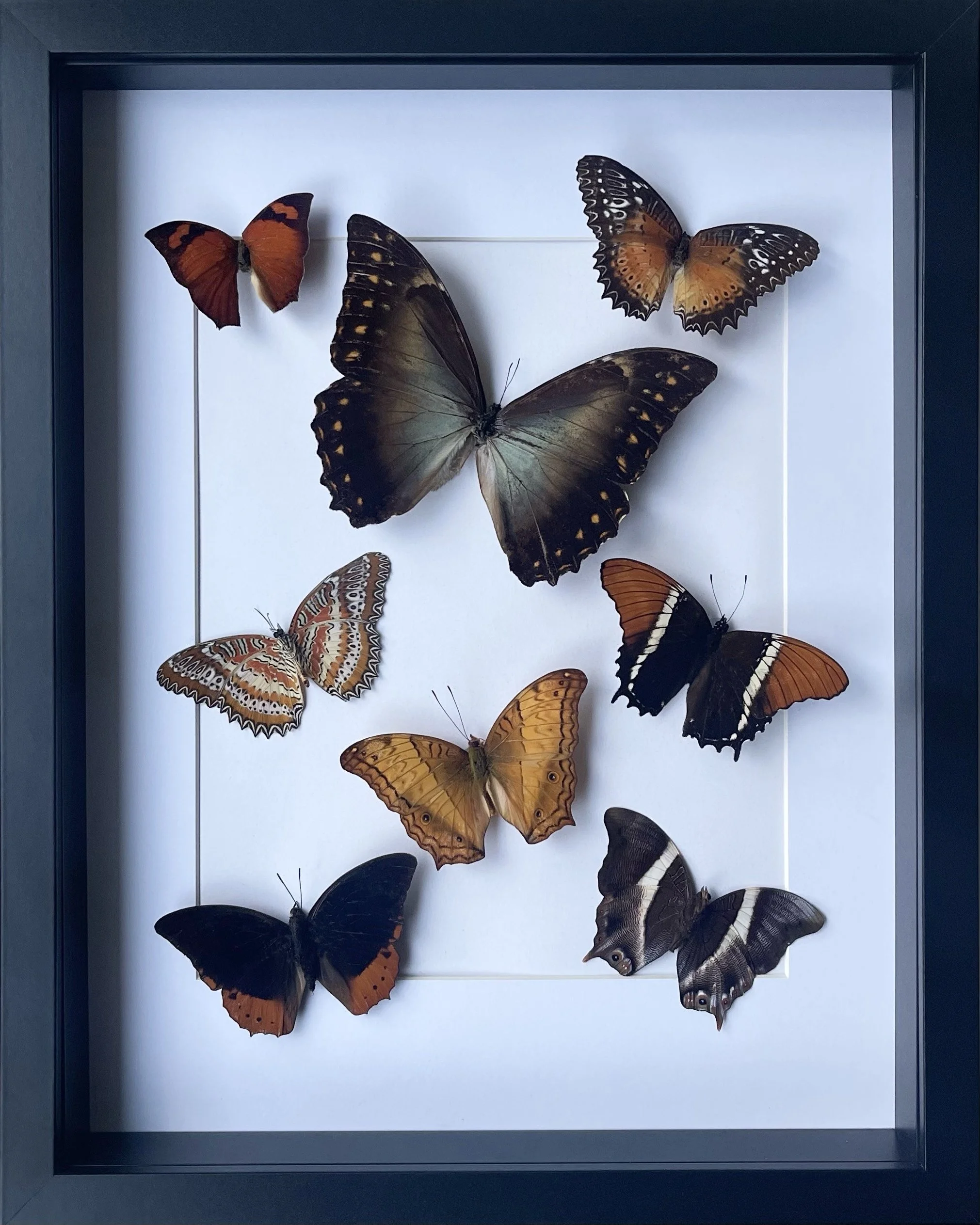 The Tropical Cabinet