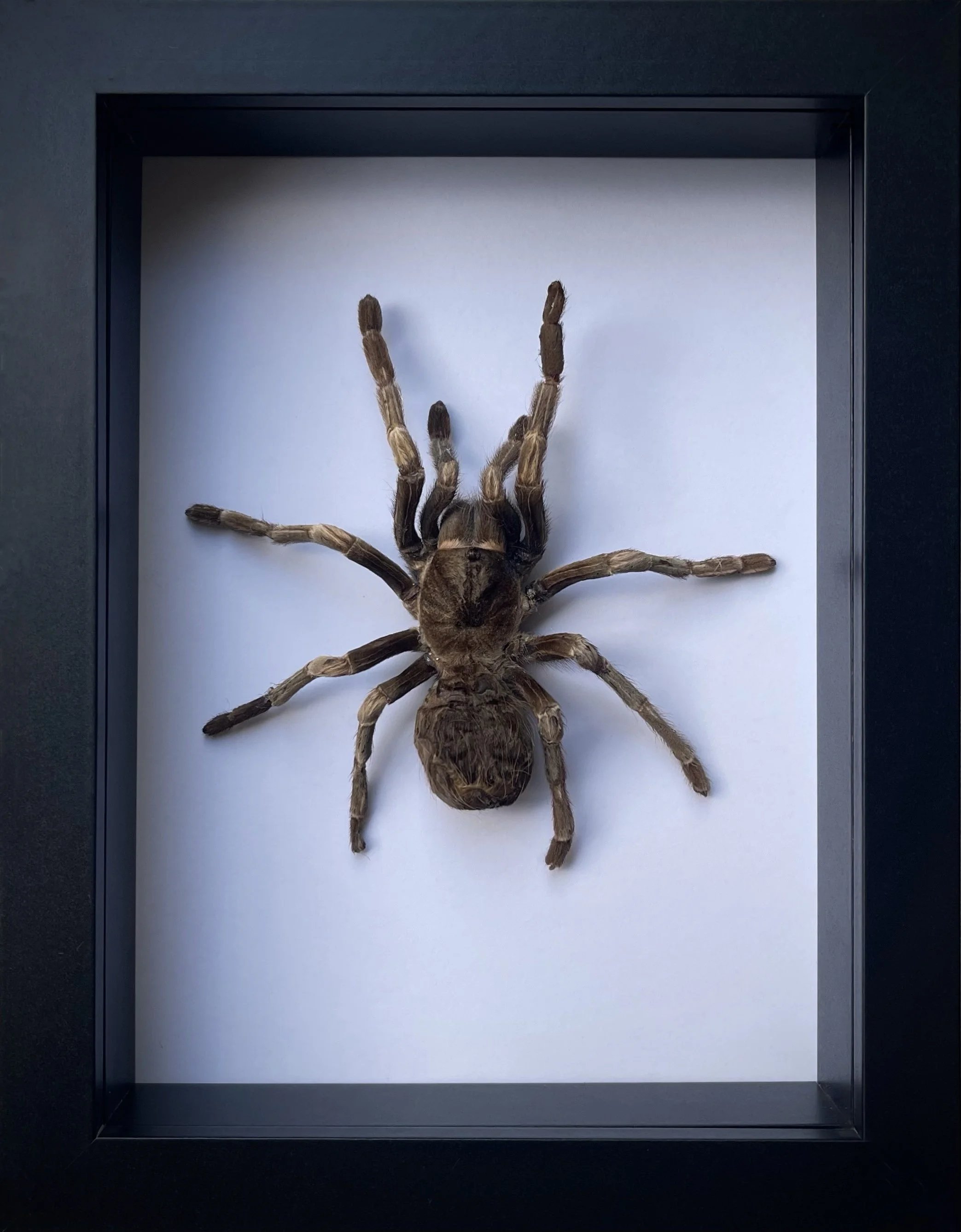 Thailand Black Tarantula