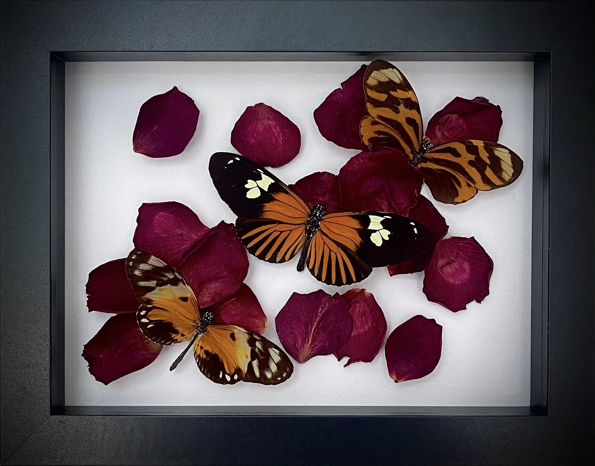 Crimson Petals