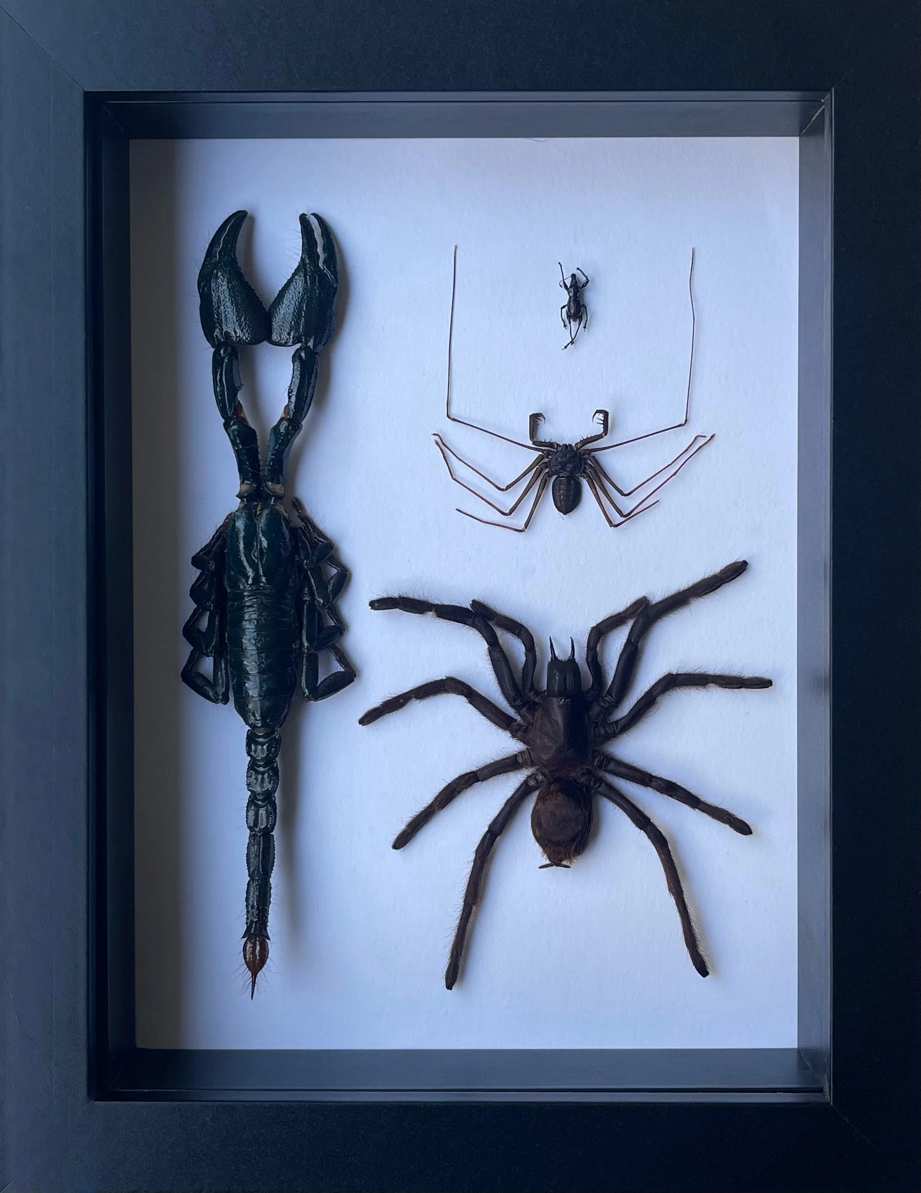 Nocturnal Cabinet