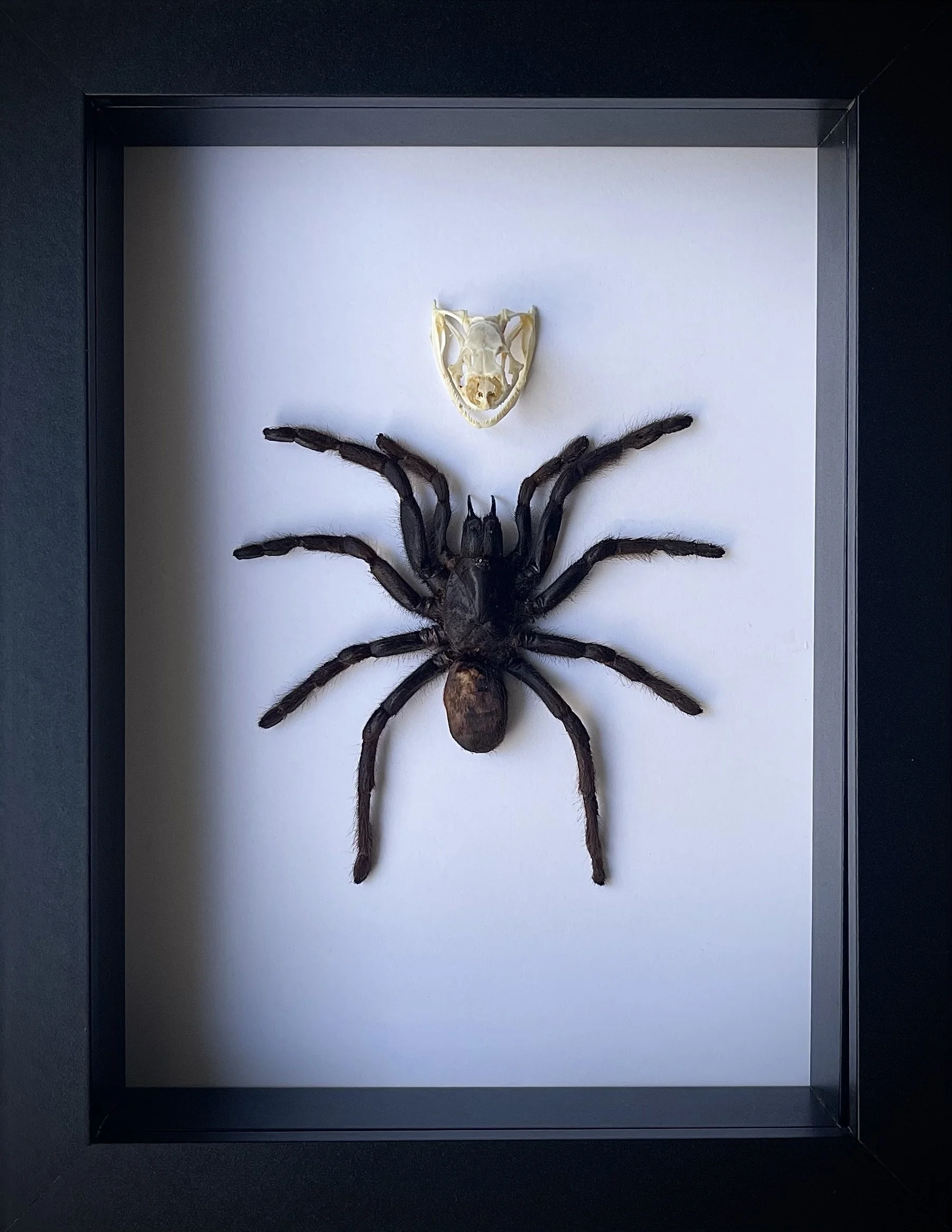 entomology artwork java yellow knee tarantula ashy tailorbird small skull in shadow box frame by melbourne artist nicole evelyn benkouar snake skull