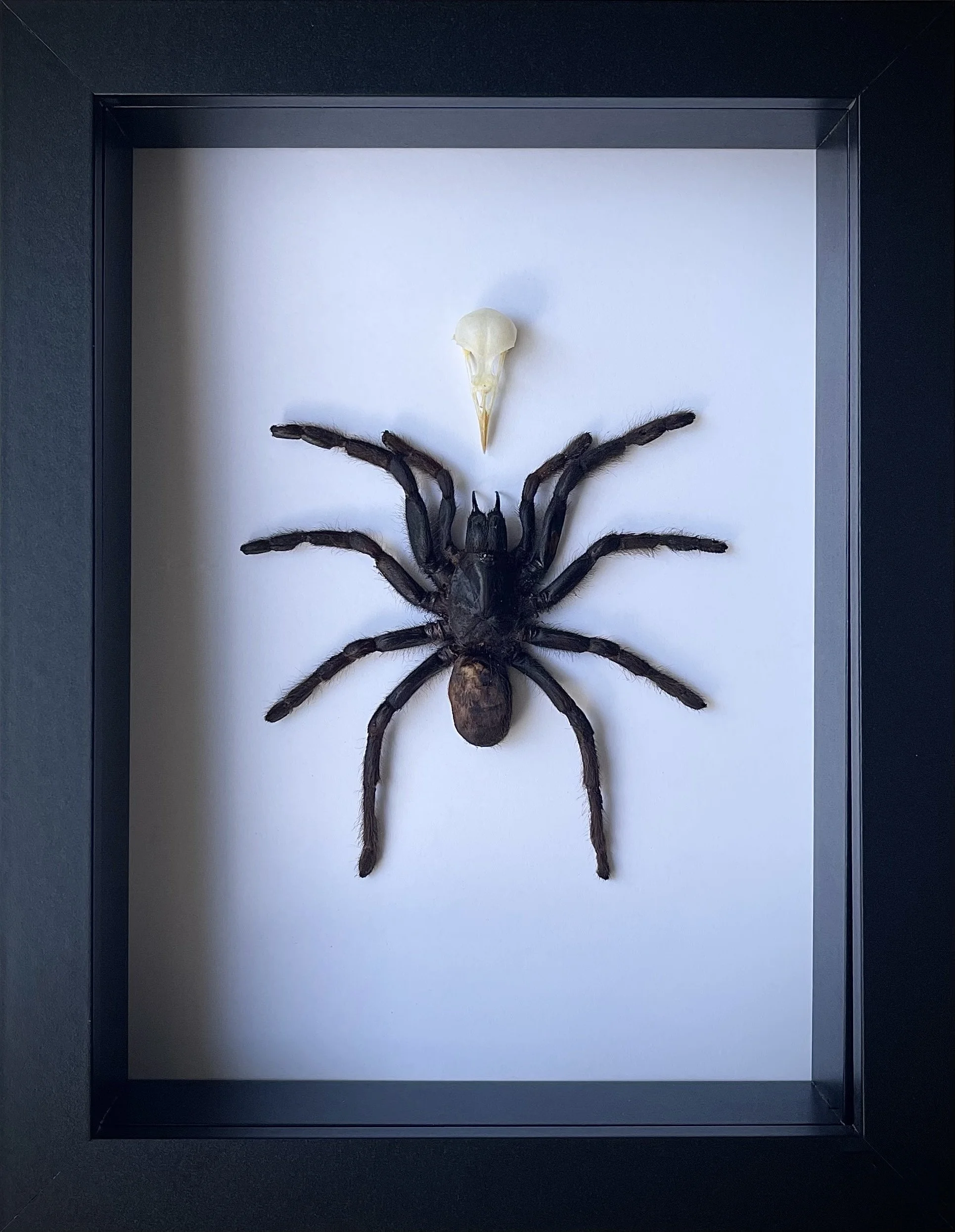 Eight-Legged Relic