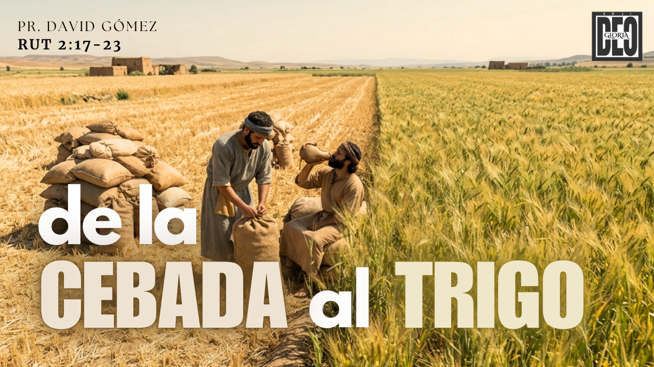 De la cebada al trigo en Rut 2:17-23. Serie de sermones: Rut y su pariente más cercano. Predicación de Iglesia Soli Deo Gloria del pastor David Gómez. #ISDG