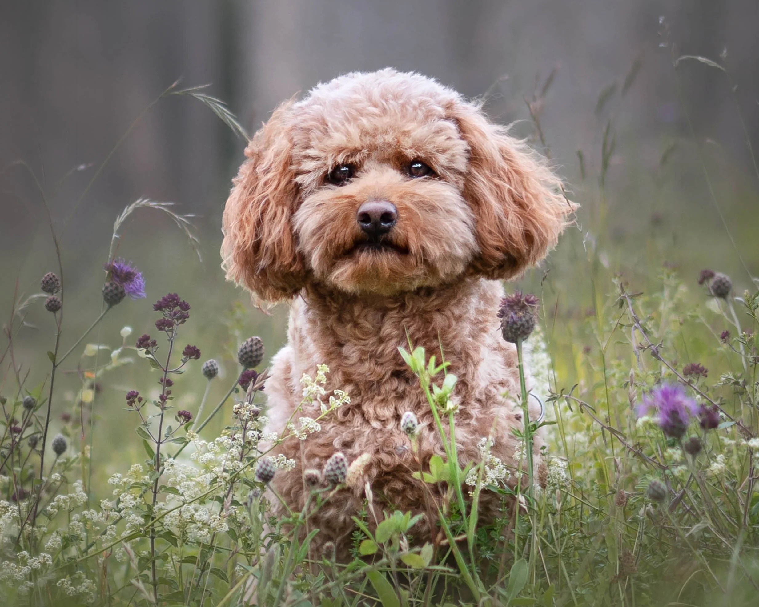 A walk in West Sussex with my Cavapoo