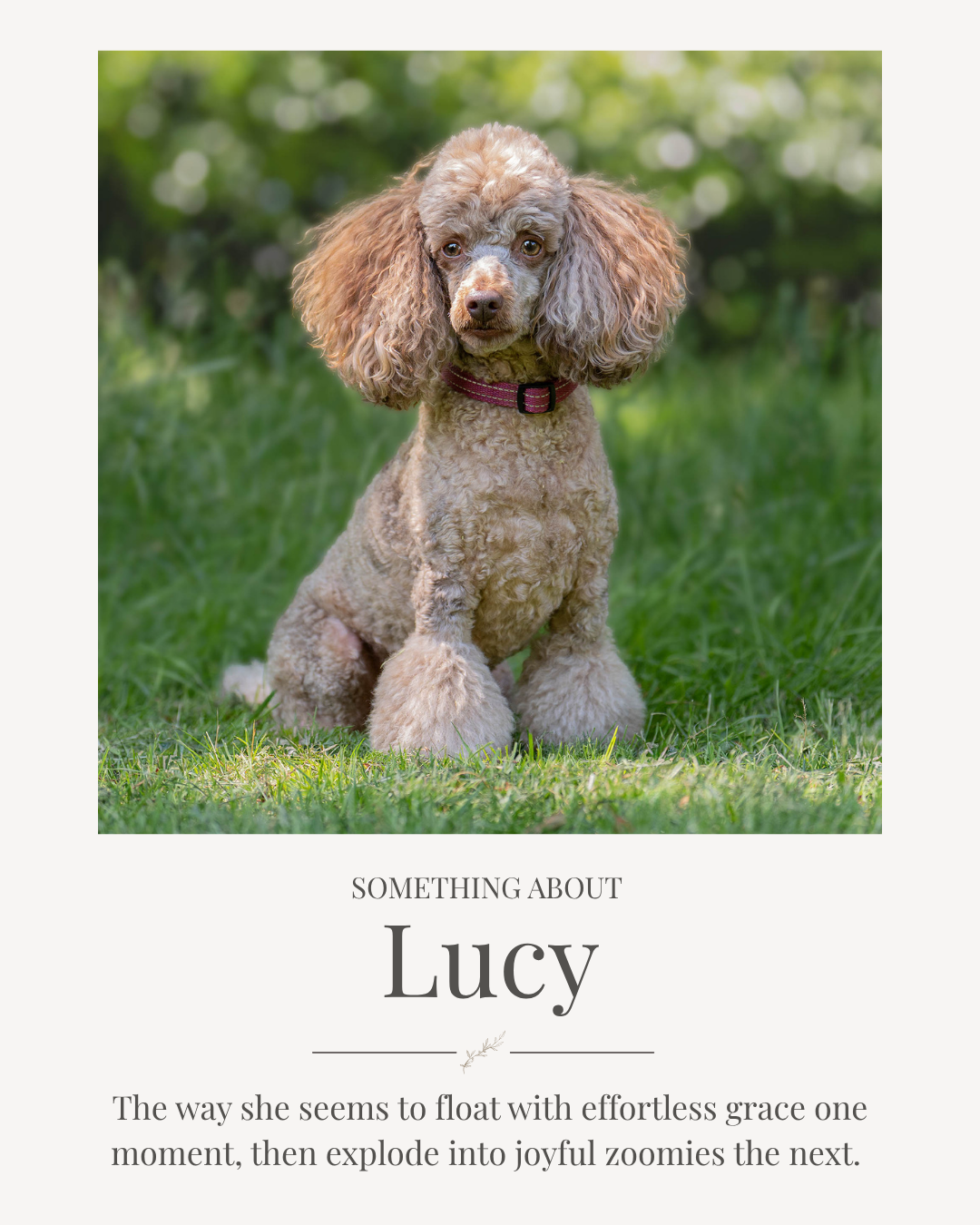 Poodle looking very regal in Hampshire- Photograph taken by Joanna Jones Photography