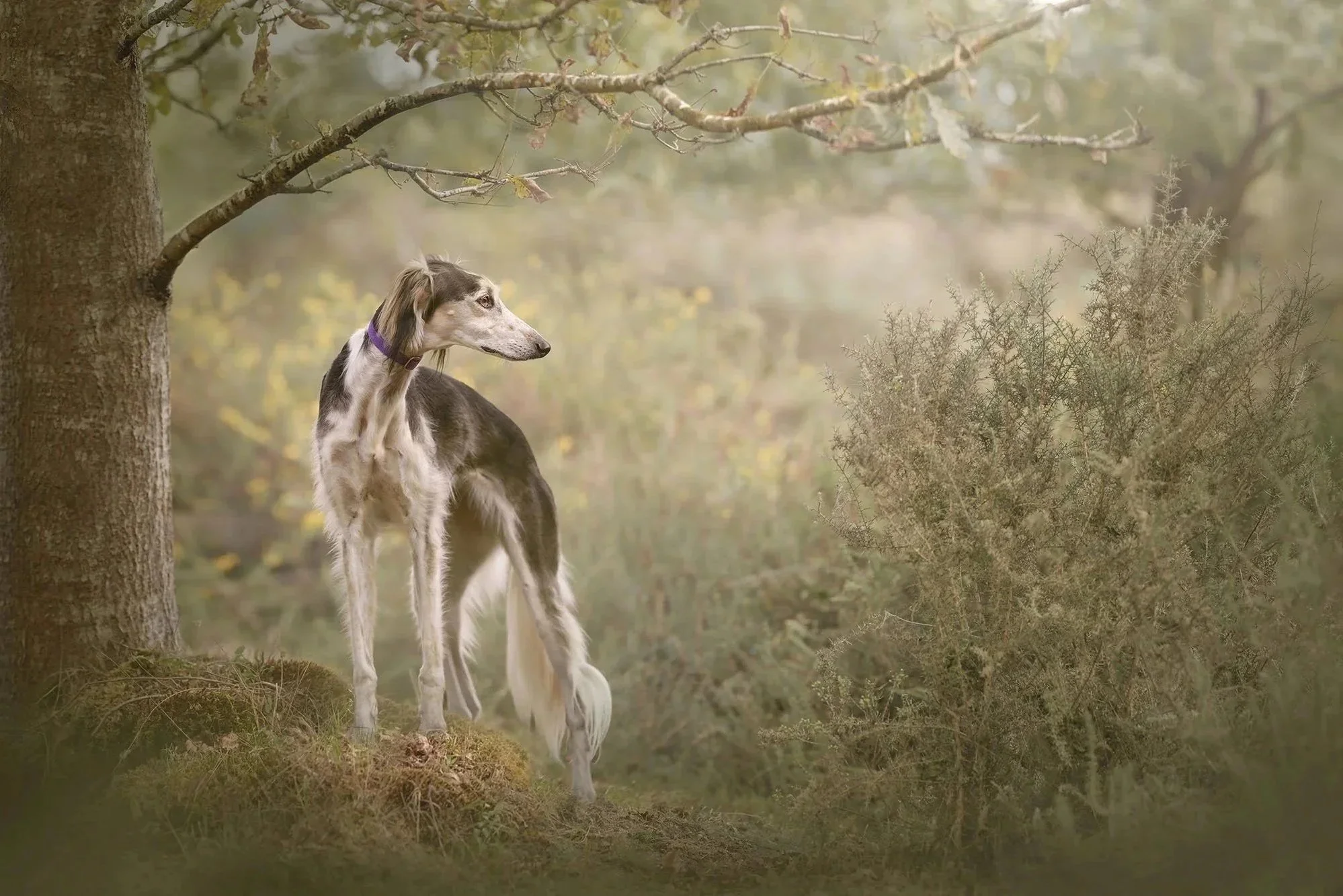 Saluki dog photography session west sussex