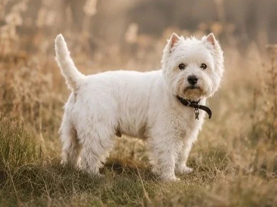 Photograph of my Westie dog taken in West Sussex