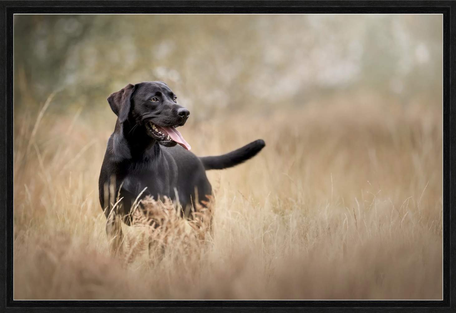 black-labrador-dog-photography-west-sussex-hampshire-surrey