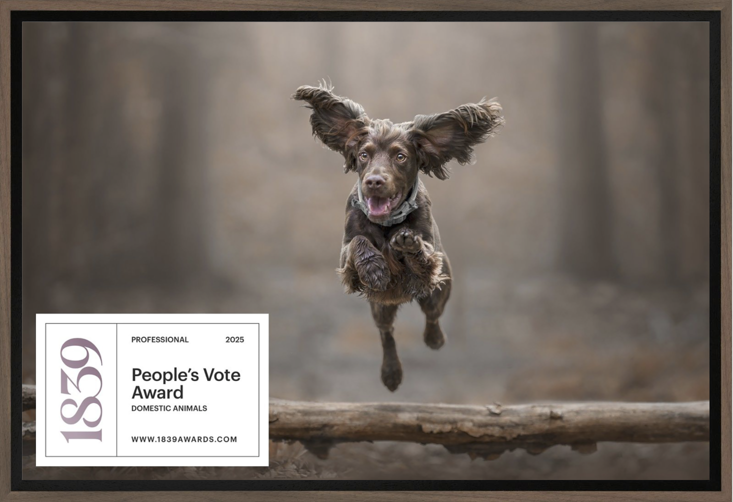 spaniel-dog-photography-west-sussex-hampshire-surrey