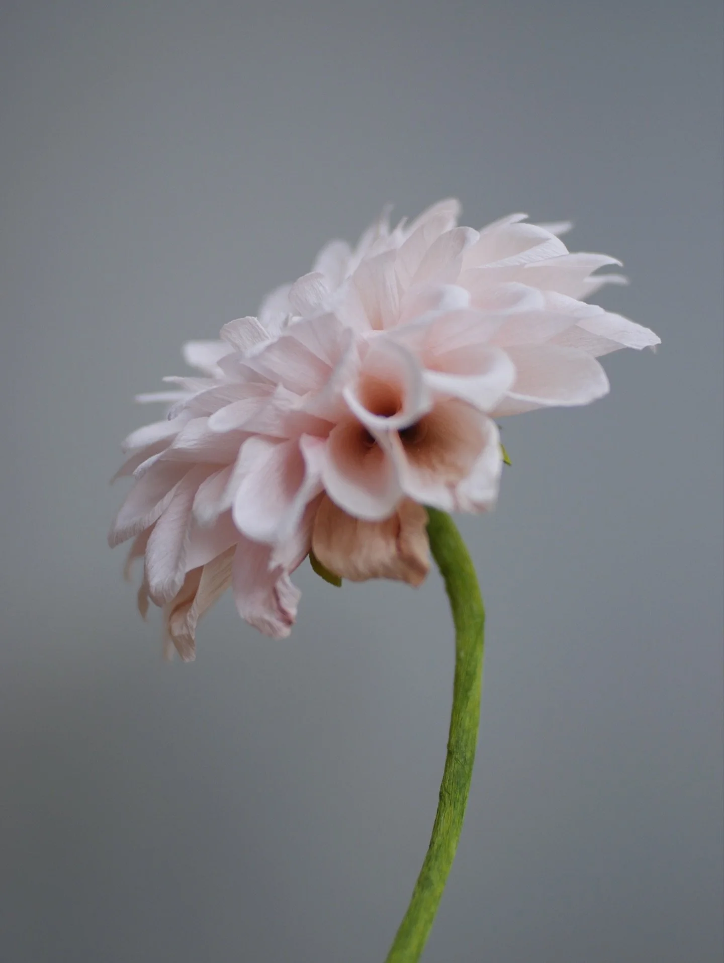 Details of my paper Dahlia ‘Sweet Nathalie’.
#thepaperprimrose #paperbotanicals #paperbotanicalart #crepepaperflower #flowerdetails #dahlia #paperdahlia #paperflower #botanicalstudy #cartotecnicarossi #slowmade #morninglight