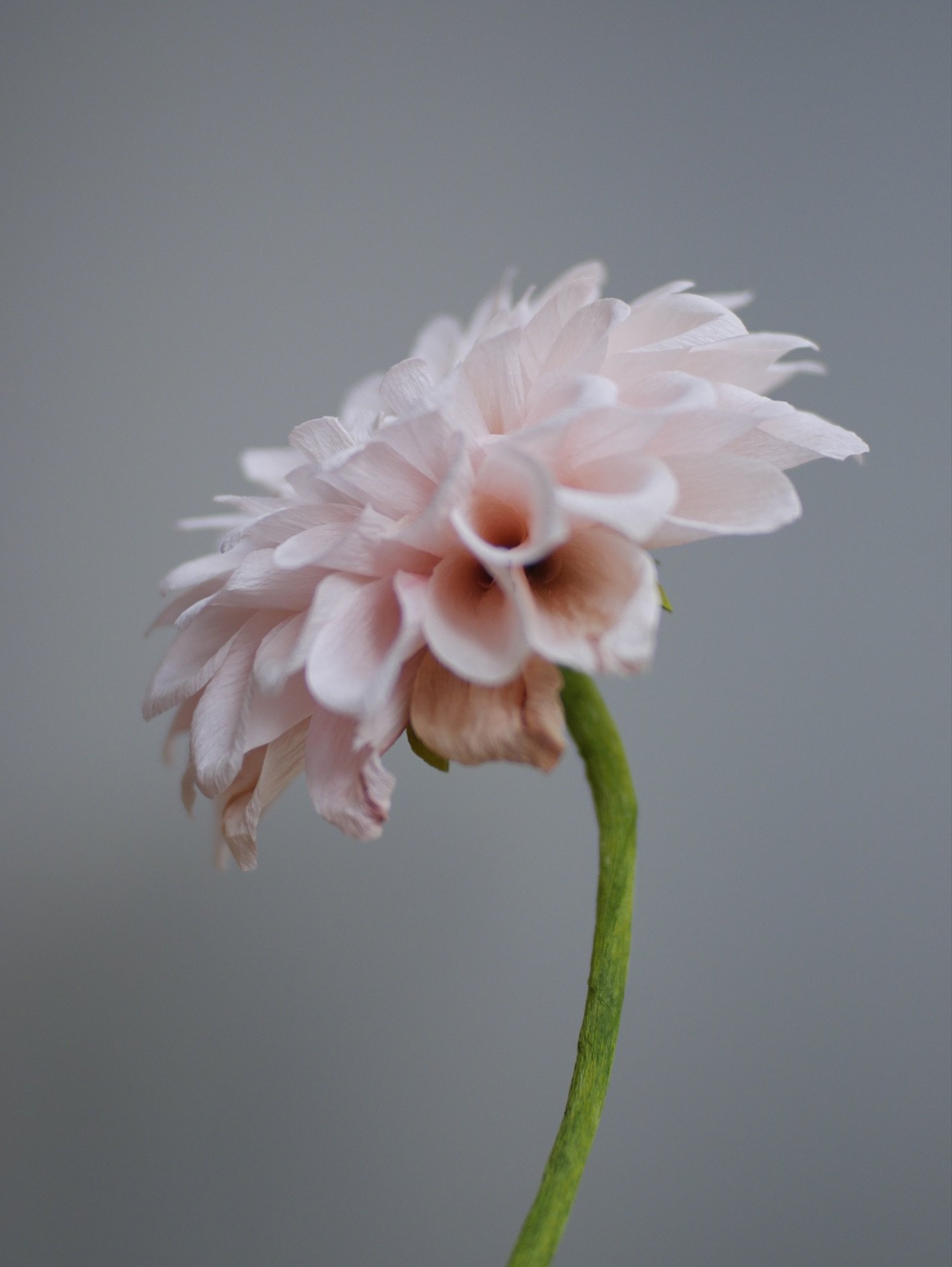 Details of my paper Dahlia &lsquo;Sweet Nathalie&rsquo;.

#thepaperprimrose #paperbotanicals #paperbotanicalart #crepepaperflower #flowerdetails #dahlia #paperdahlia #paperflower #botanicalstudy #cartotecnicarossi #slowmade #morninglight