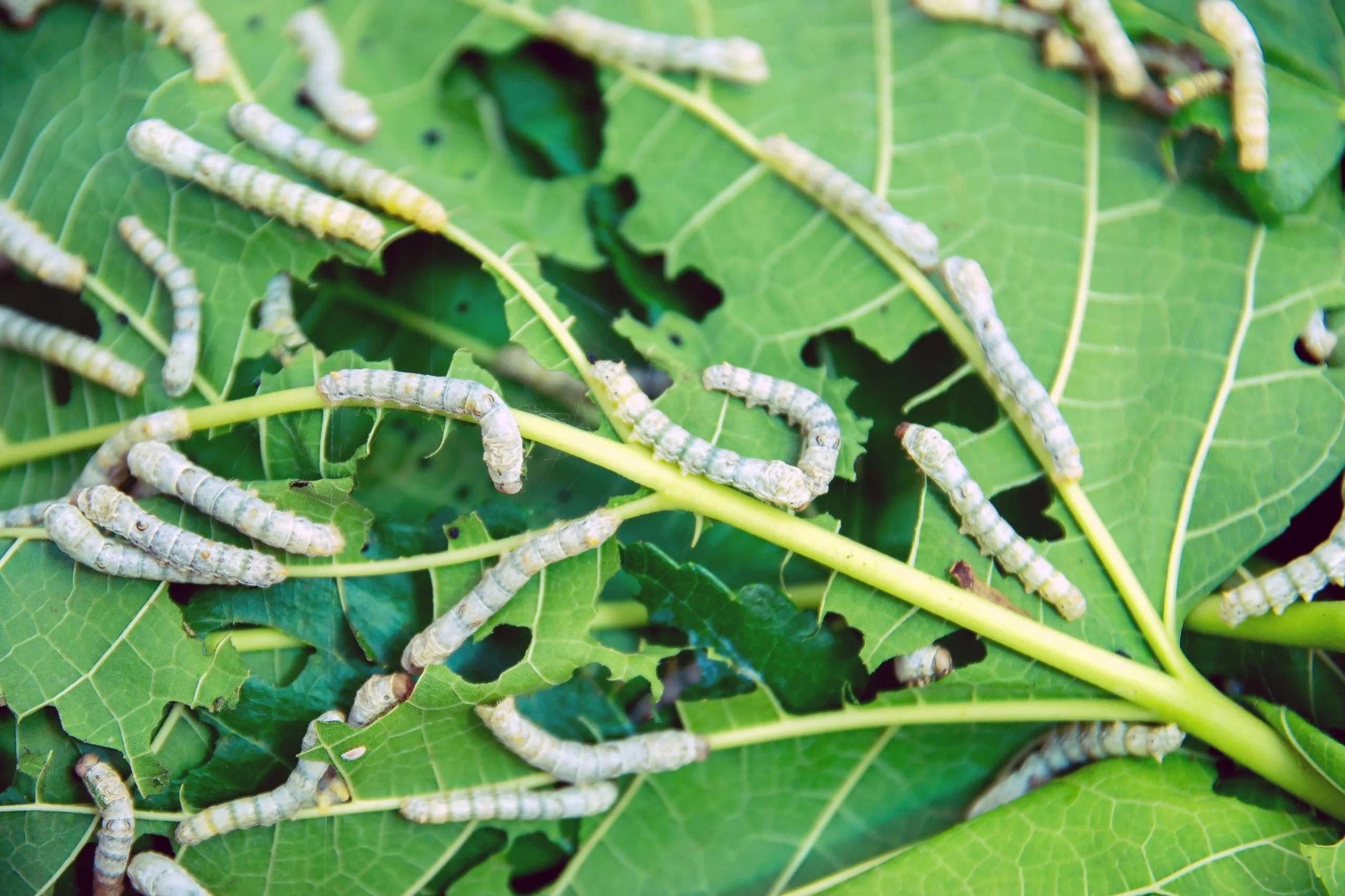 Silk-Fibres-Larvae.jpg