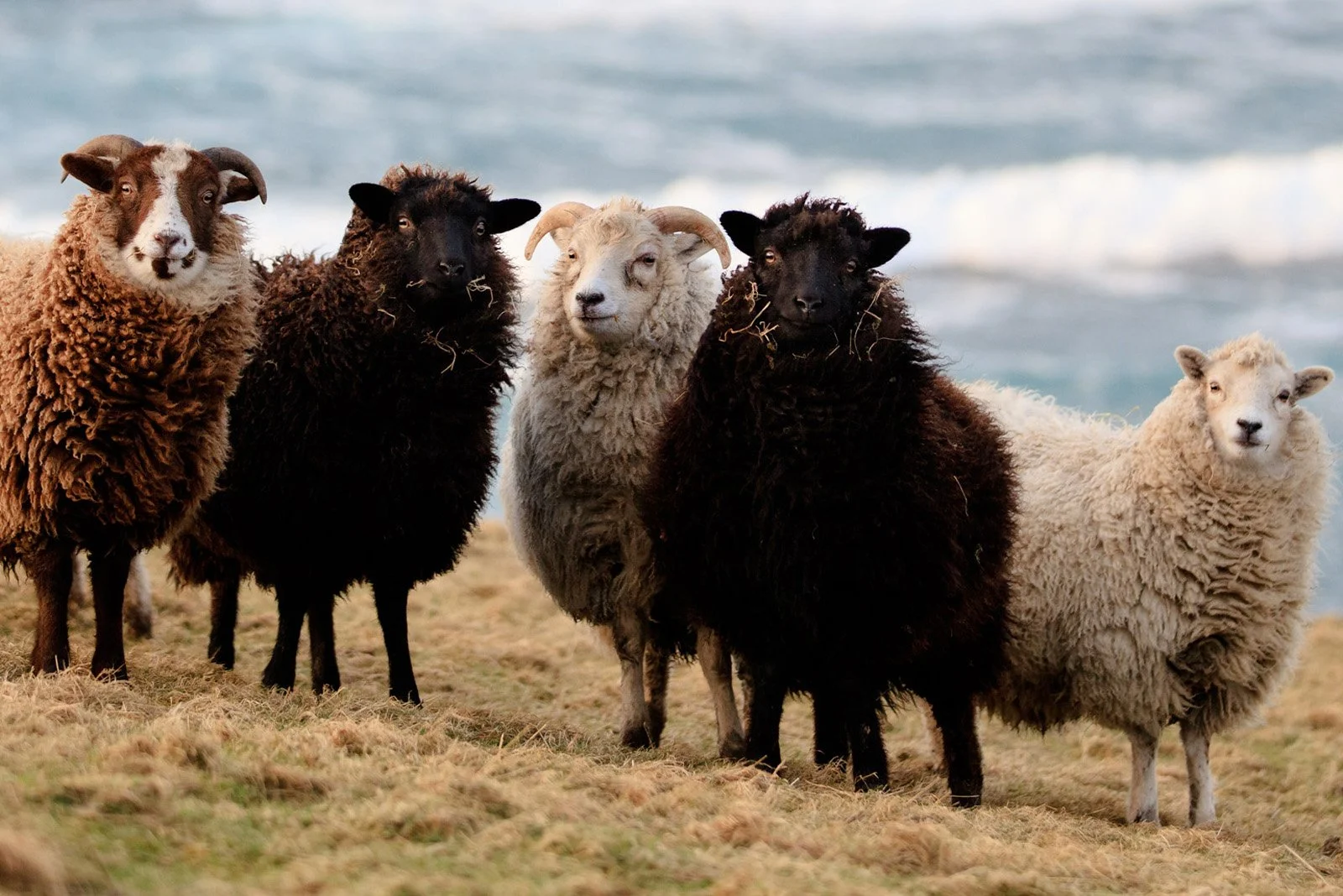 Shetland-Sheep.jpg