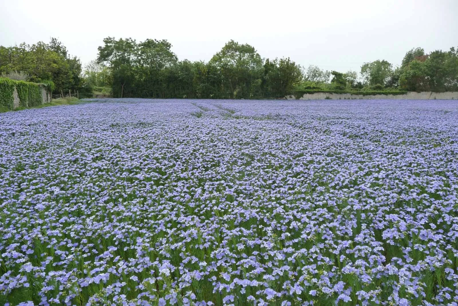 Linen-Flax-Field.jpg