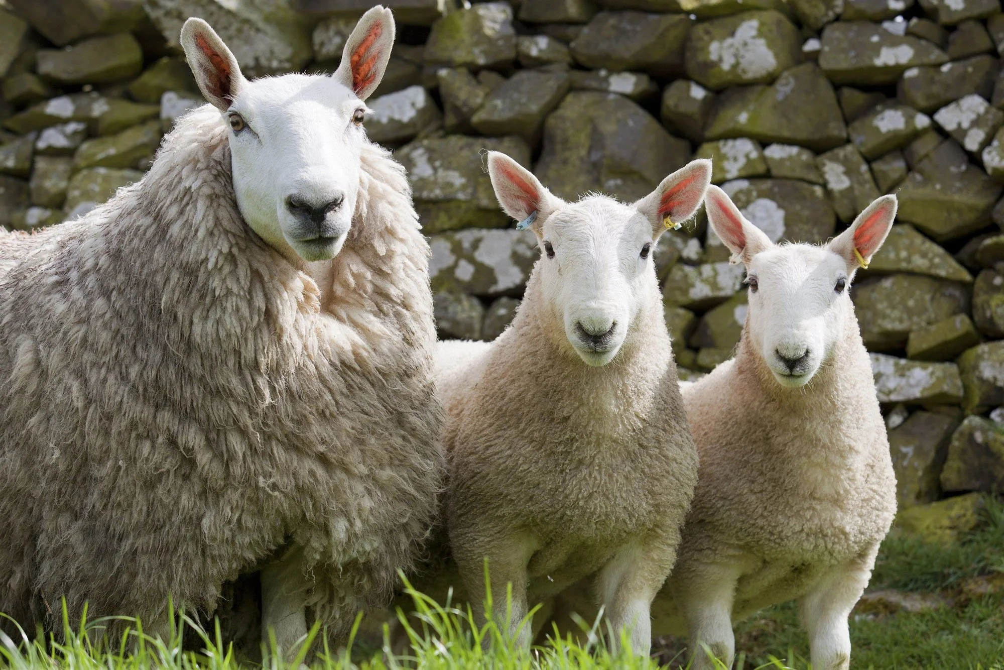 Cheviot-Sheep.jpg
