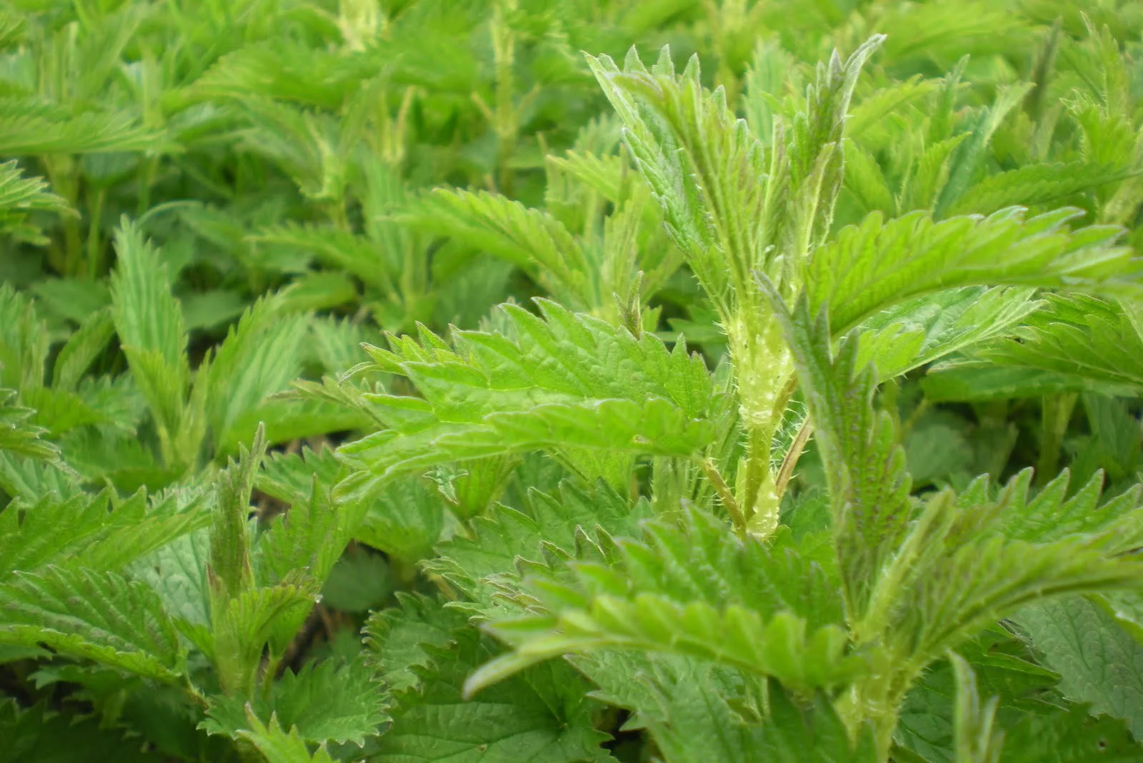 Nettles-for-Fibre.jpg