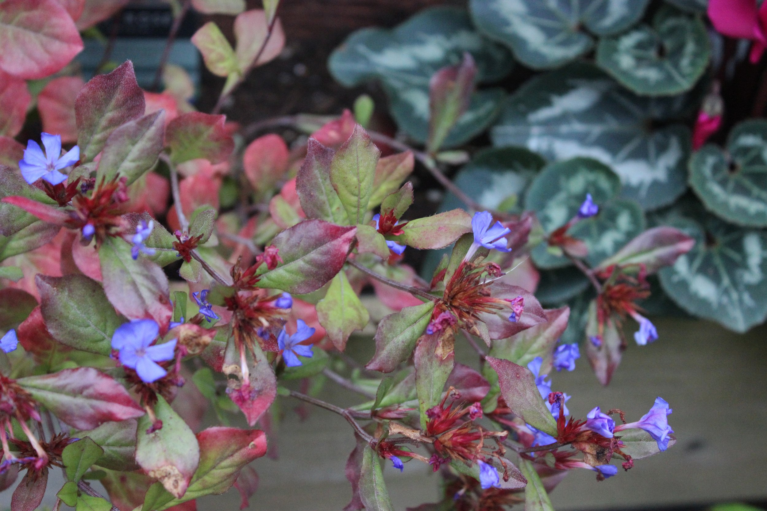 Ceratostigma_plumbaginoides_Cyclamen_hederifolium.jpg