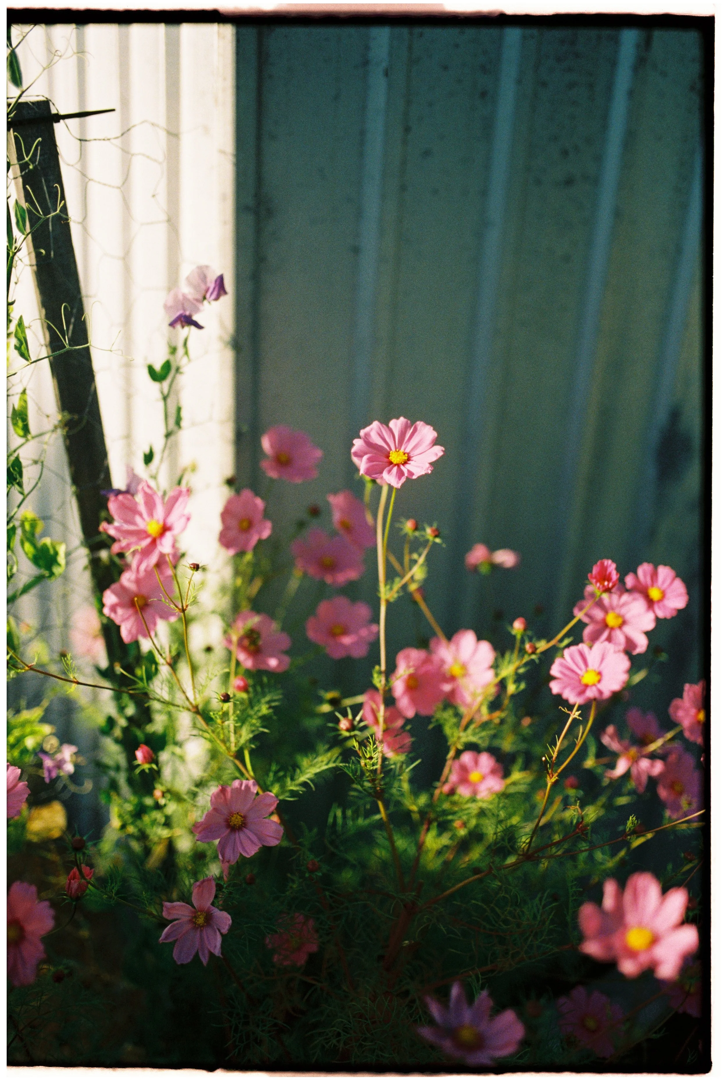 Portra 800 30000069-2.jpg