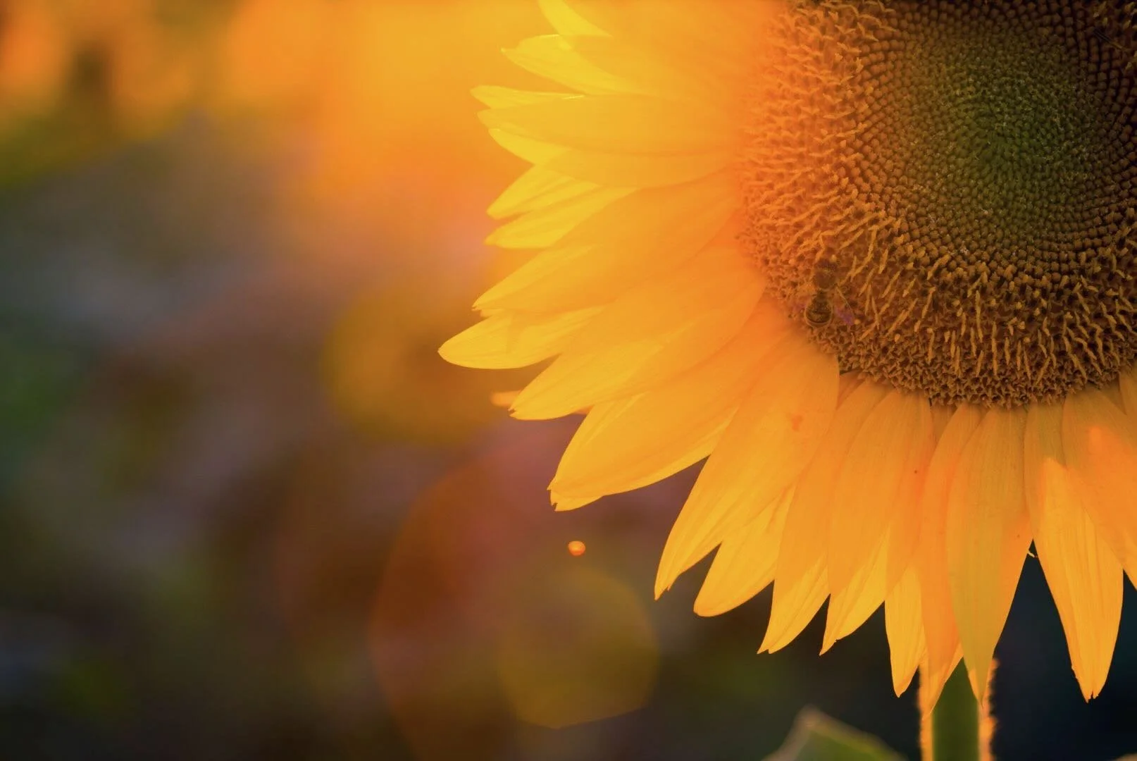 A sunflower with a bee on it.