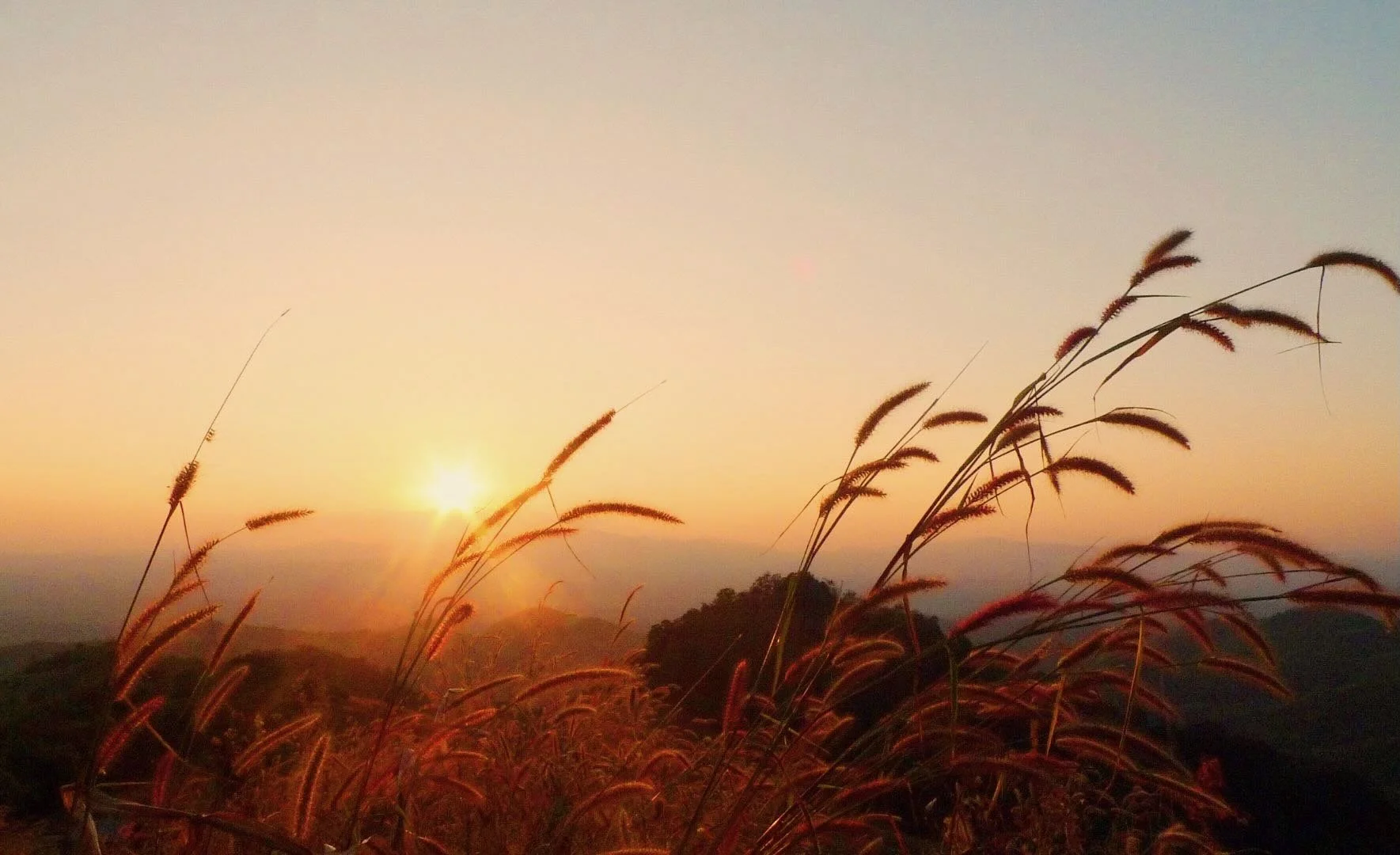 Ornamental grasses at sunset.