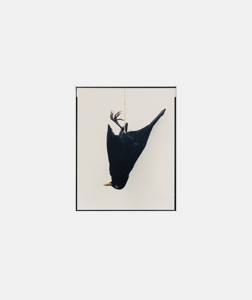 Sans titre (Oiseaux) 1