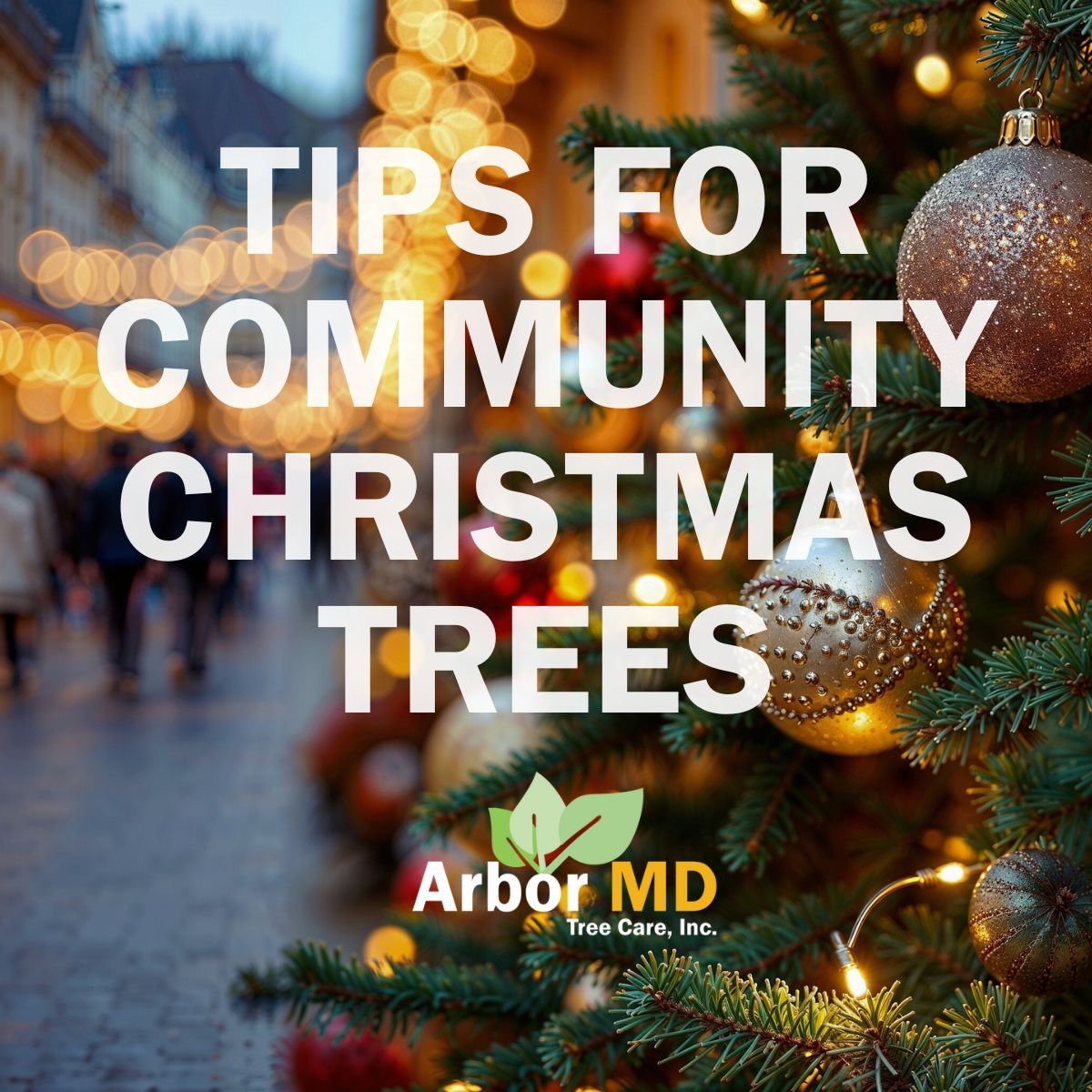 Arbor MD shares tips for selection and care of christmas trees for community and commercial spaces.