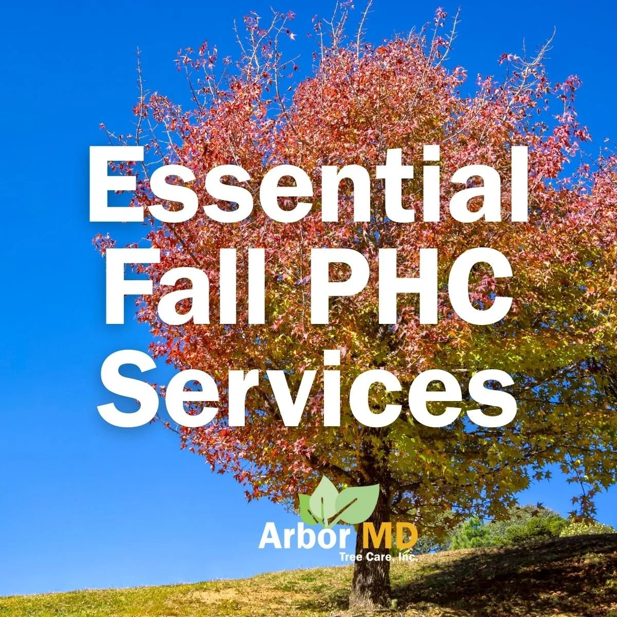 Fall Tree Care: Essential PHC Services from Arbor MD