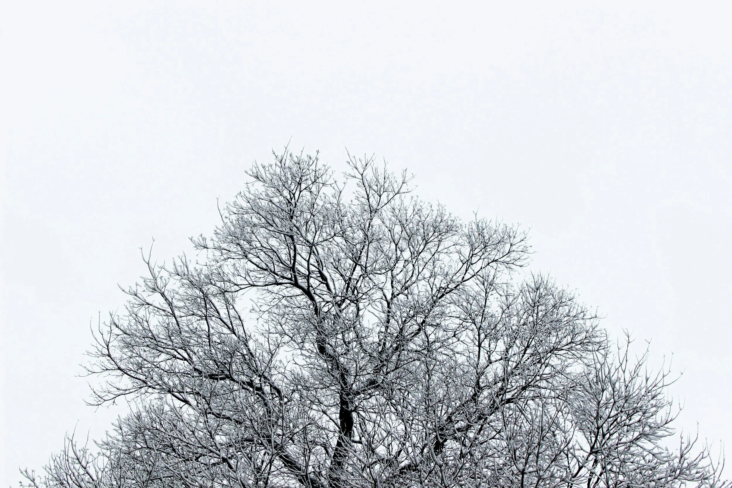 Preparing Your Commercial Property's Trees for Winter