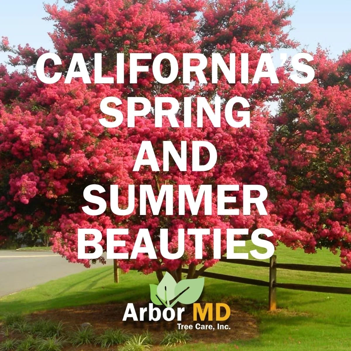California's Flowering Trees that bloom in spring and summer.
