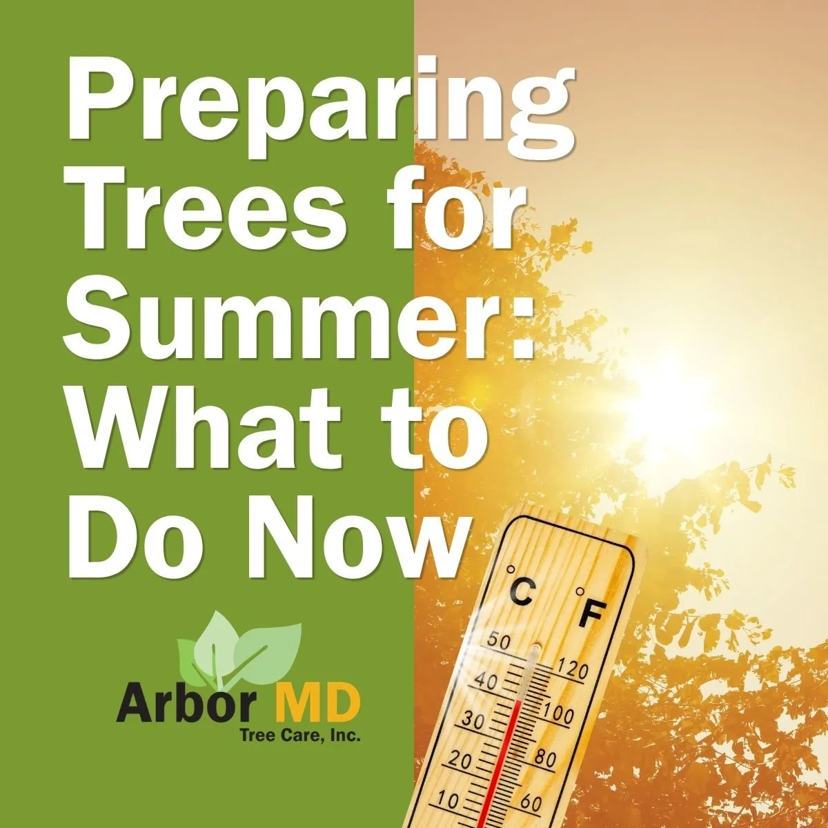 Preparing Trees for Summer: What to Do Now