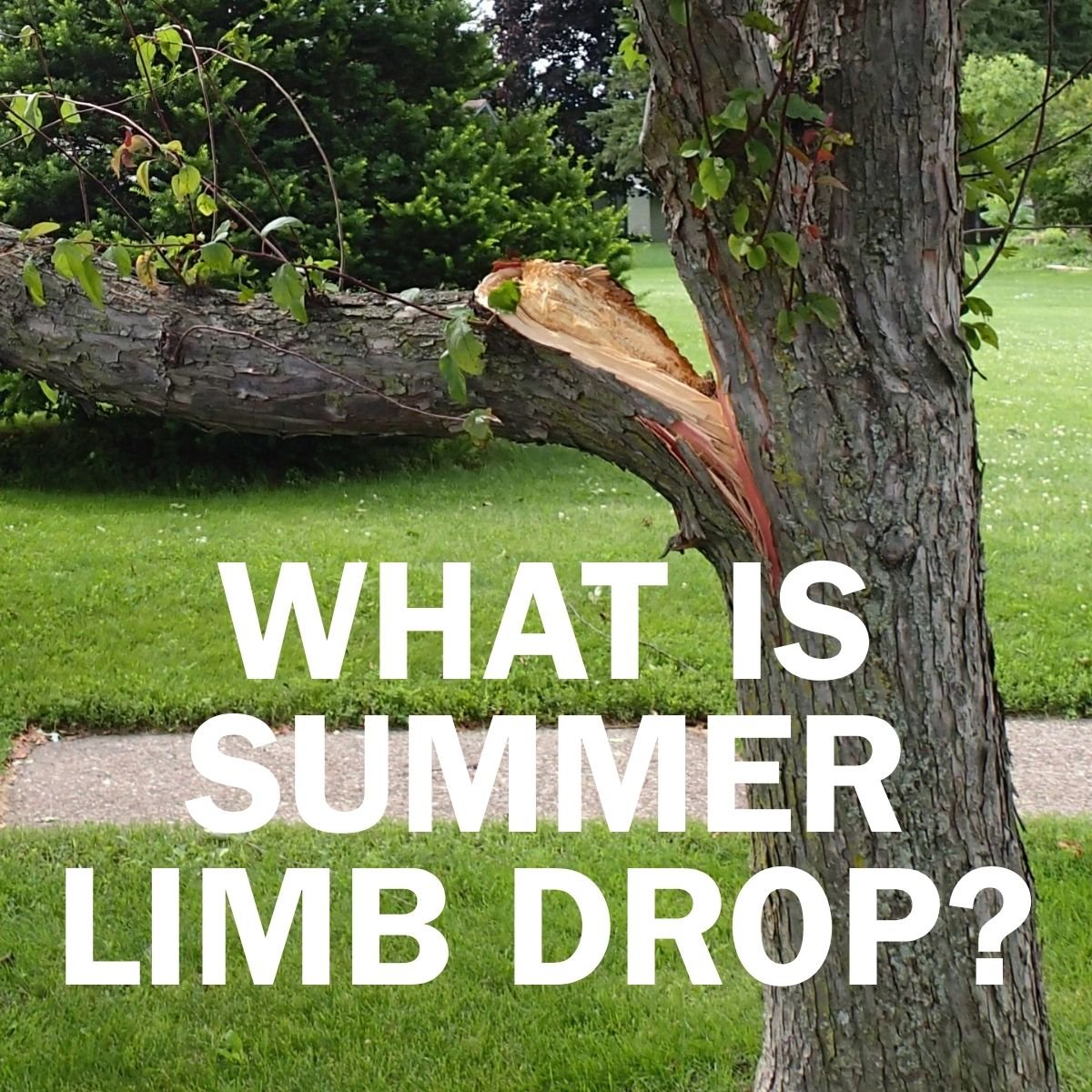 Summer Tree Limb Drop: A Hidden Risk for Your Property