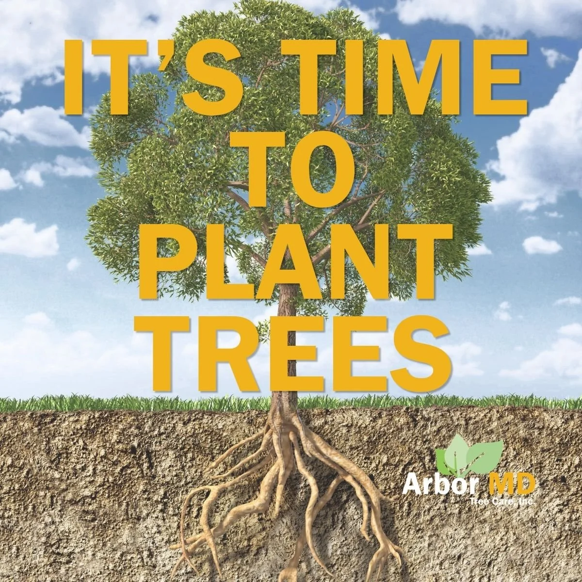 When is the best time to plant trees in California? Fall!