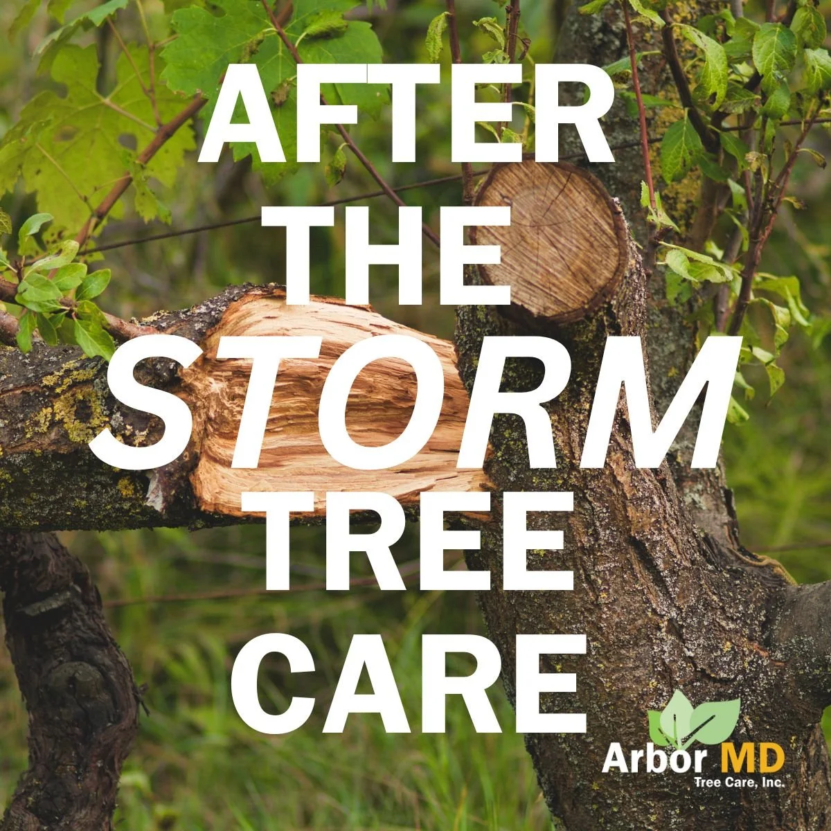 How To Save Storm-Damaged Trees