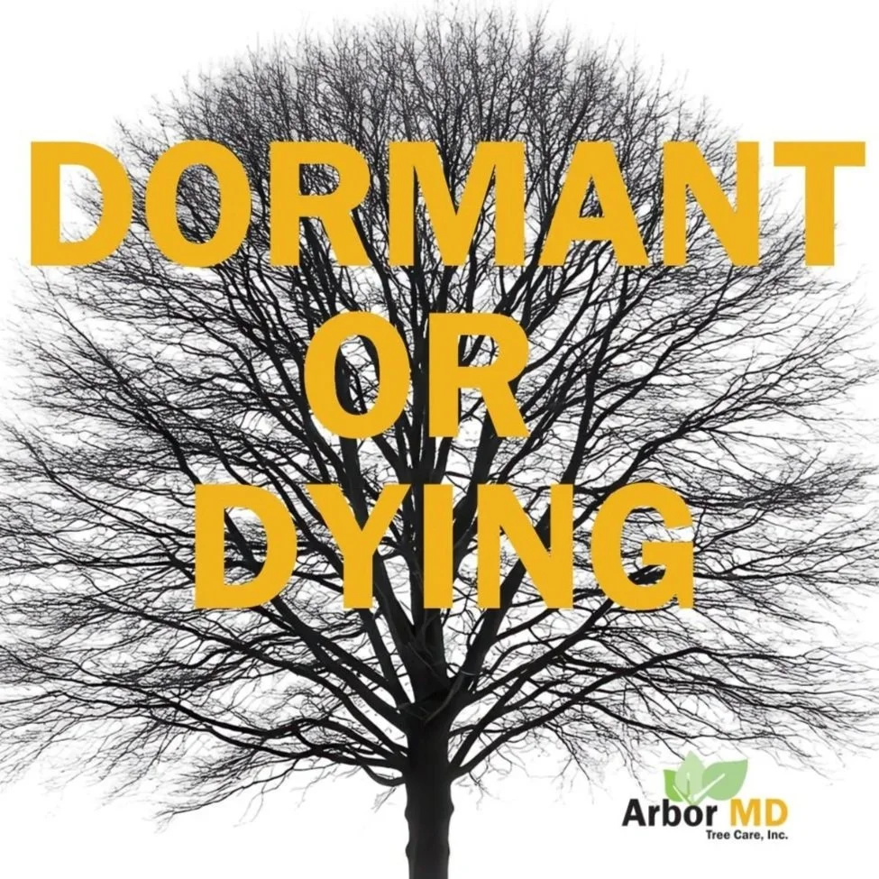 Are my trees dormant or dying?