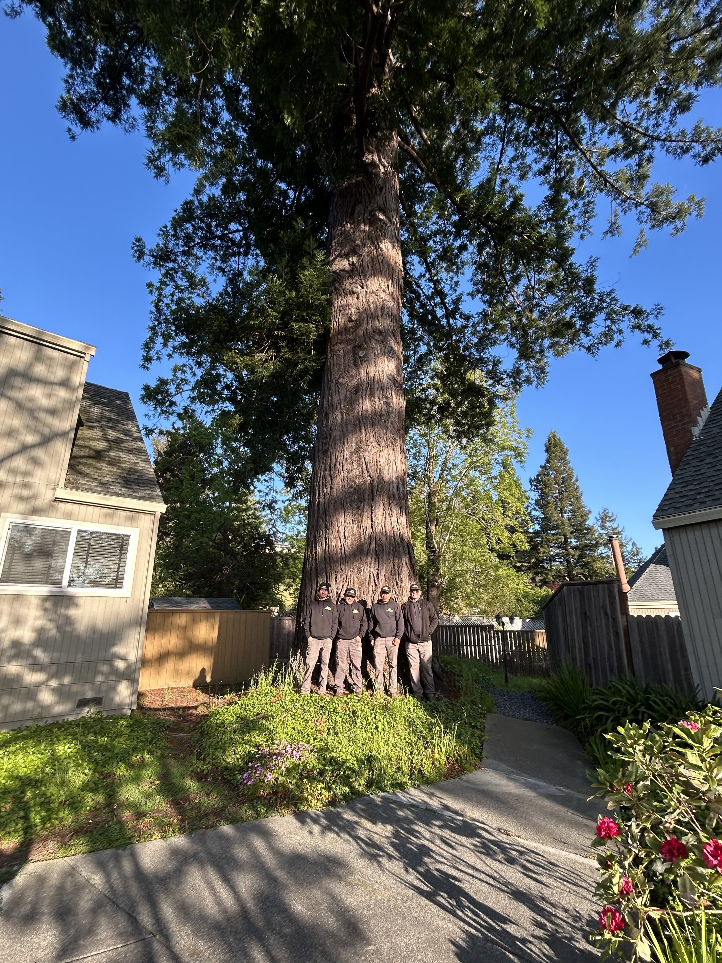 Coastal Redwood Trees