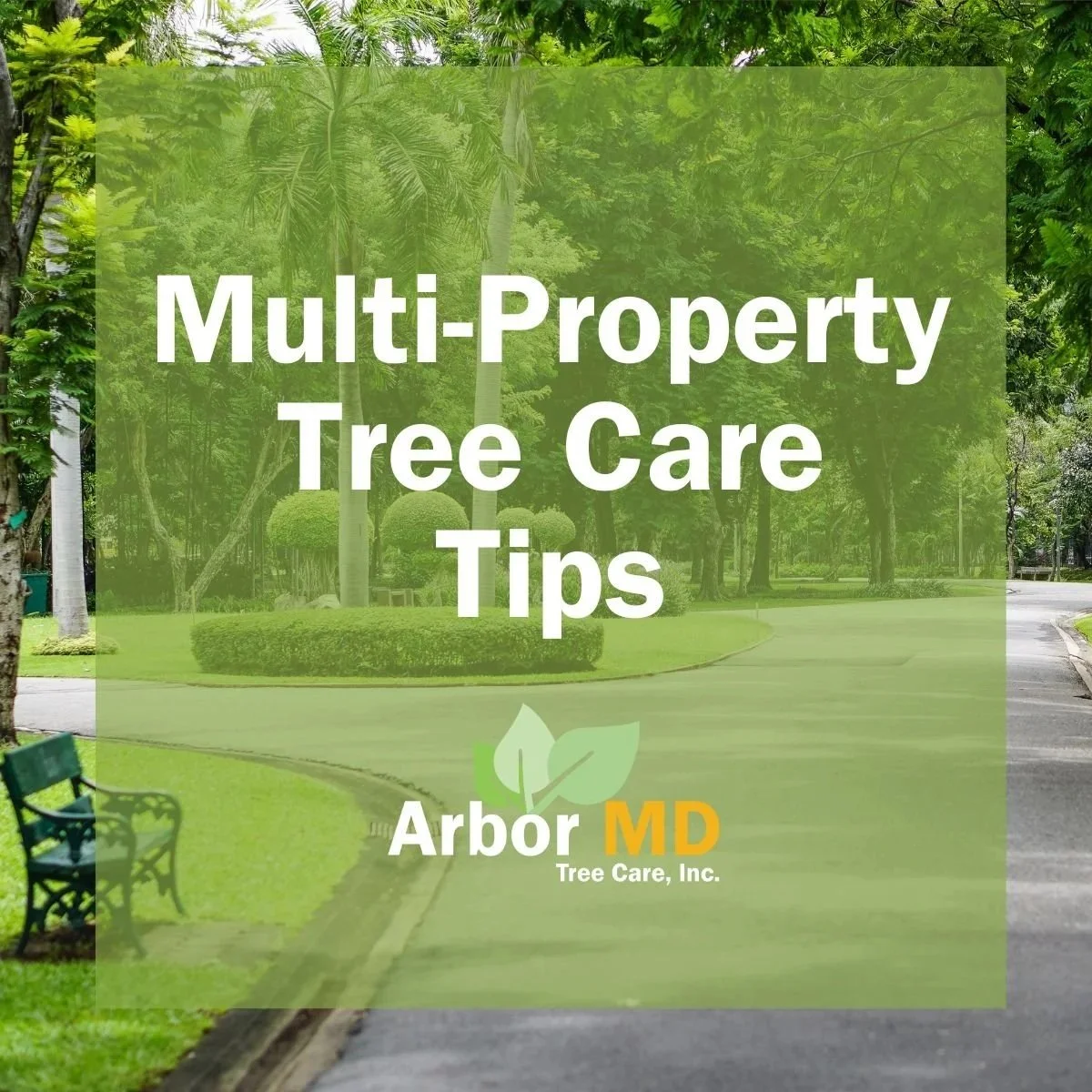 Managing Treescapes: Essential Tree Health Tips for Multi-Property Managers