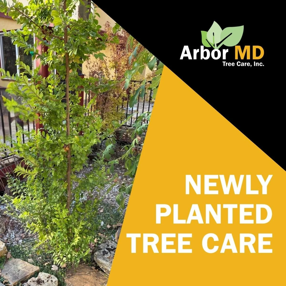 How to care for newly planted trees so they survive the Fall and Winter months.