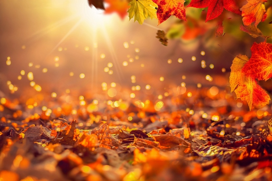 A Blind Sense of Autumn