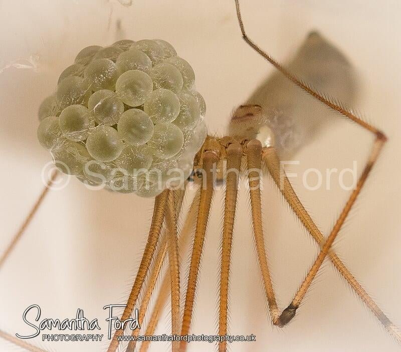 Spider_Eggs_Macro.jpg