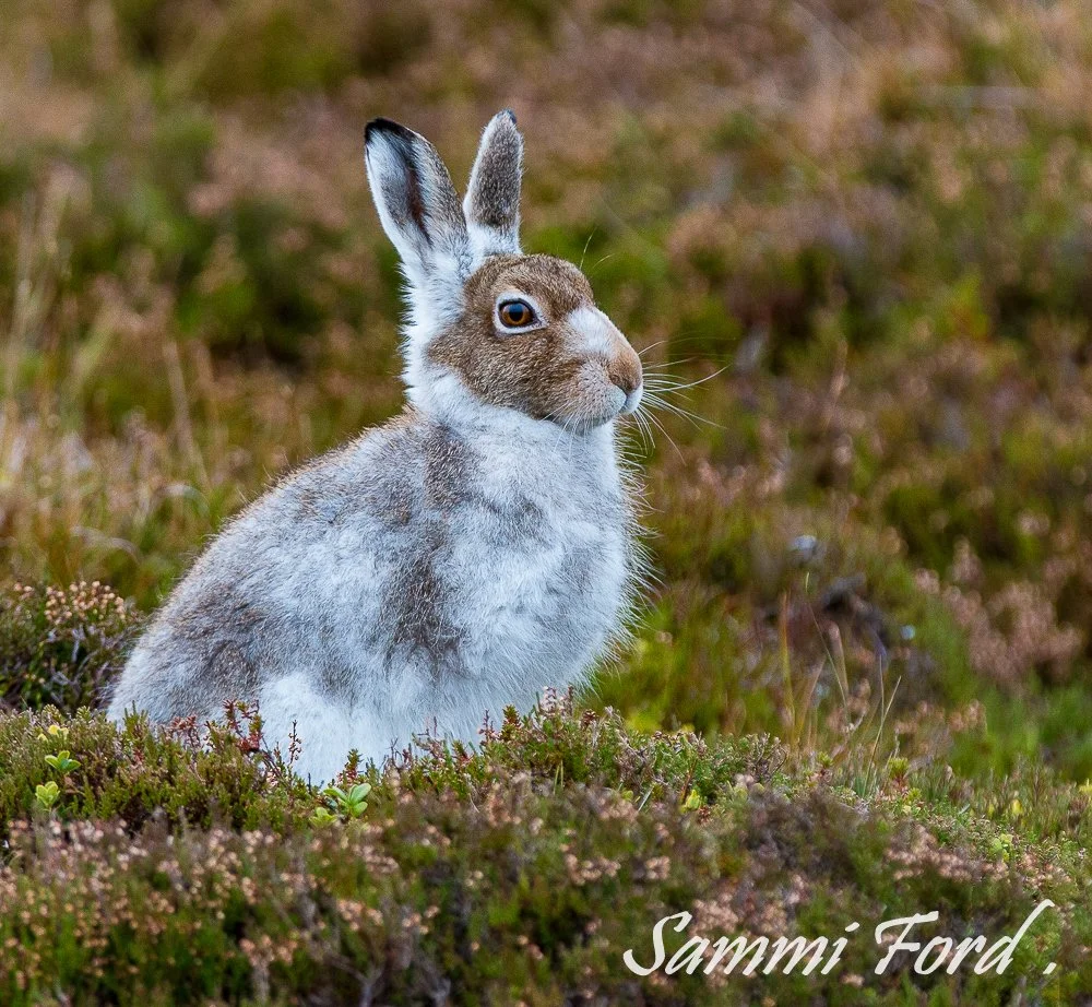 Mountain-Hare.jpg
