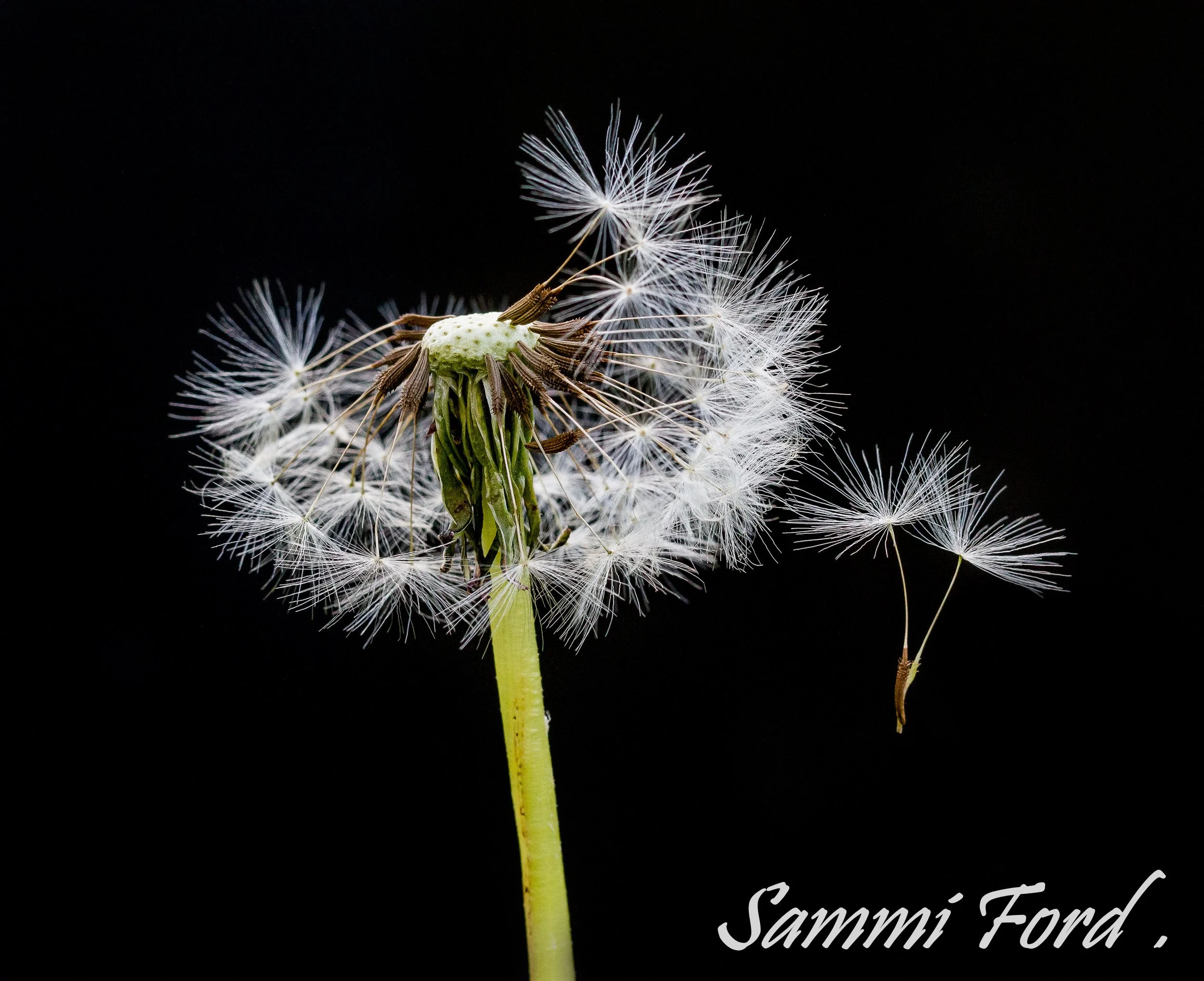 Nature Photos