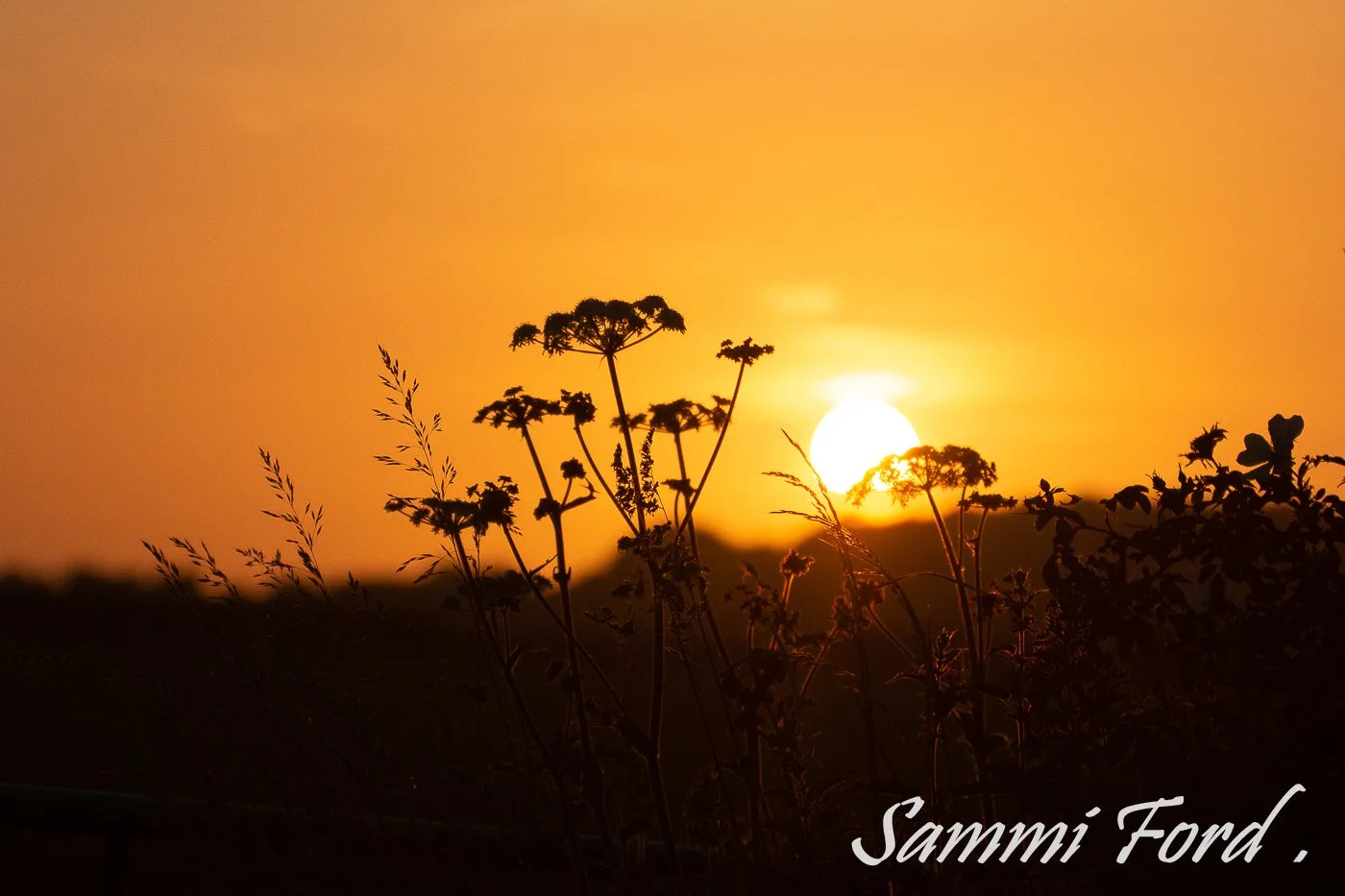Sunset Silhouette.jpg