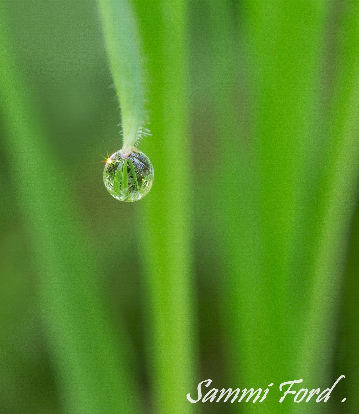 Raindrop in Grass.jpg