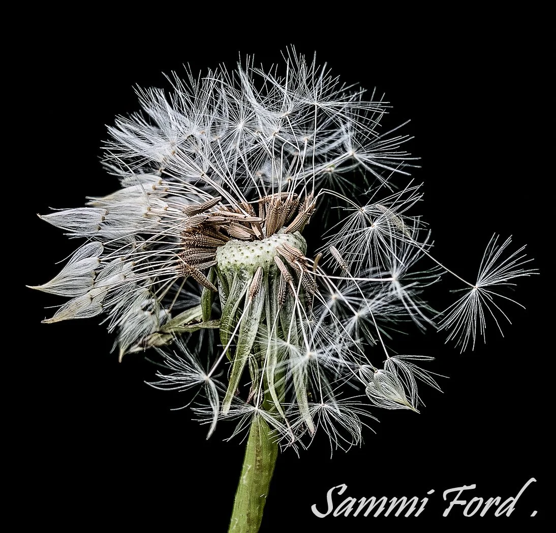 Dandelion Seed Head.jpg