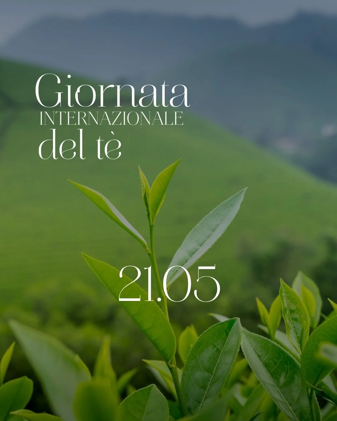 La Giornata Internazionale del t&egrave; si celebra ogni anno il 21 maggio ed &egrave; stata istituita ufficialmente nel 2019 dall&rsquo;Organizzazione delle Nazioni Unite su proposta della Food and Agriculture Organization (FAO).

Questa ricorrenza 
